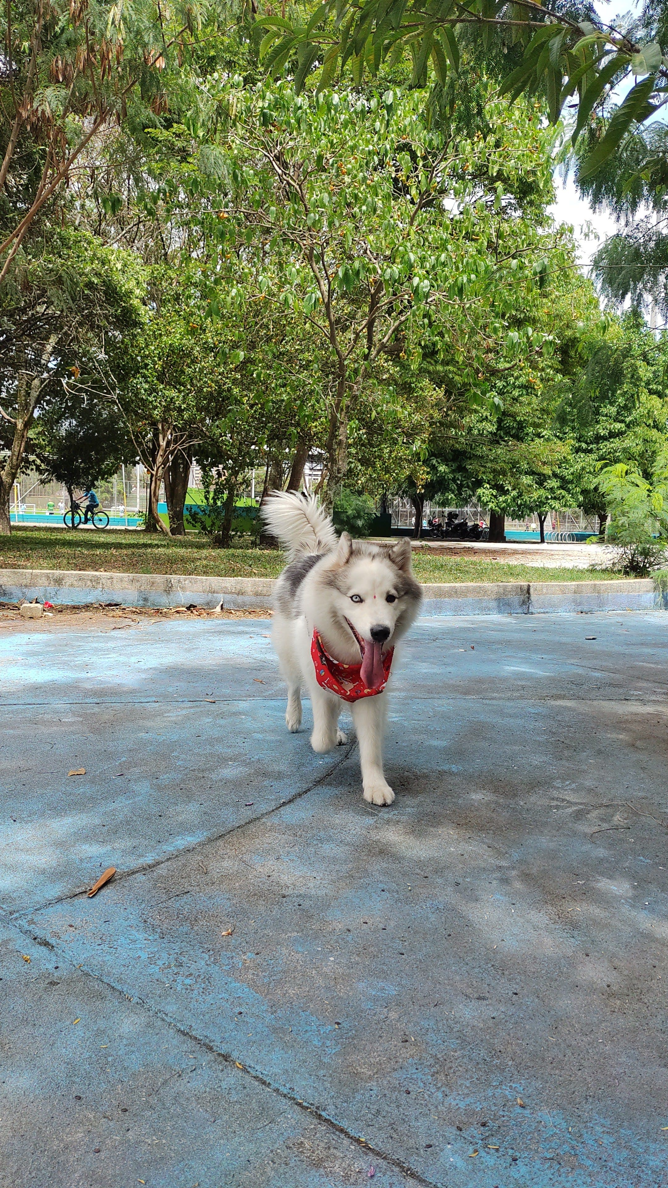 Niñera de mascotas en casa, Medellín🐾 (Nana en Casa)🐱🐶 2 en Medellín, Antioquia, Colombia - Hoteles y guarderías para gatos