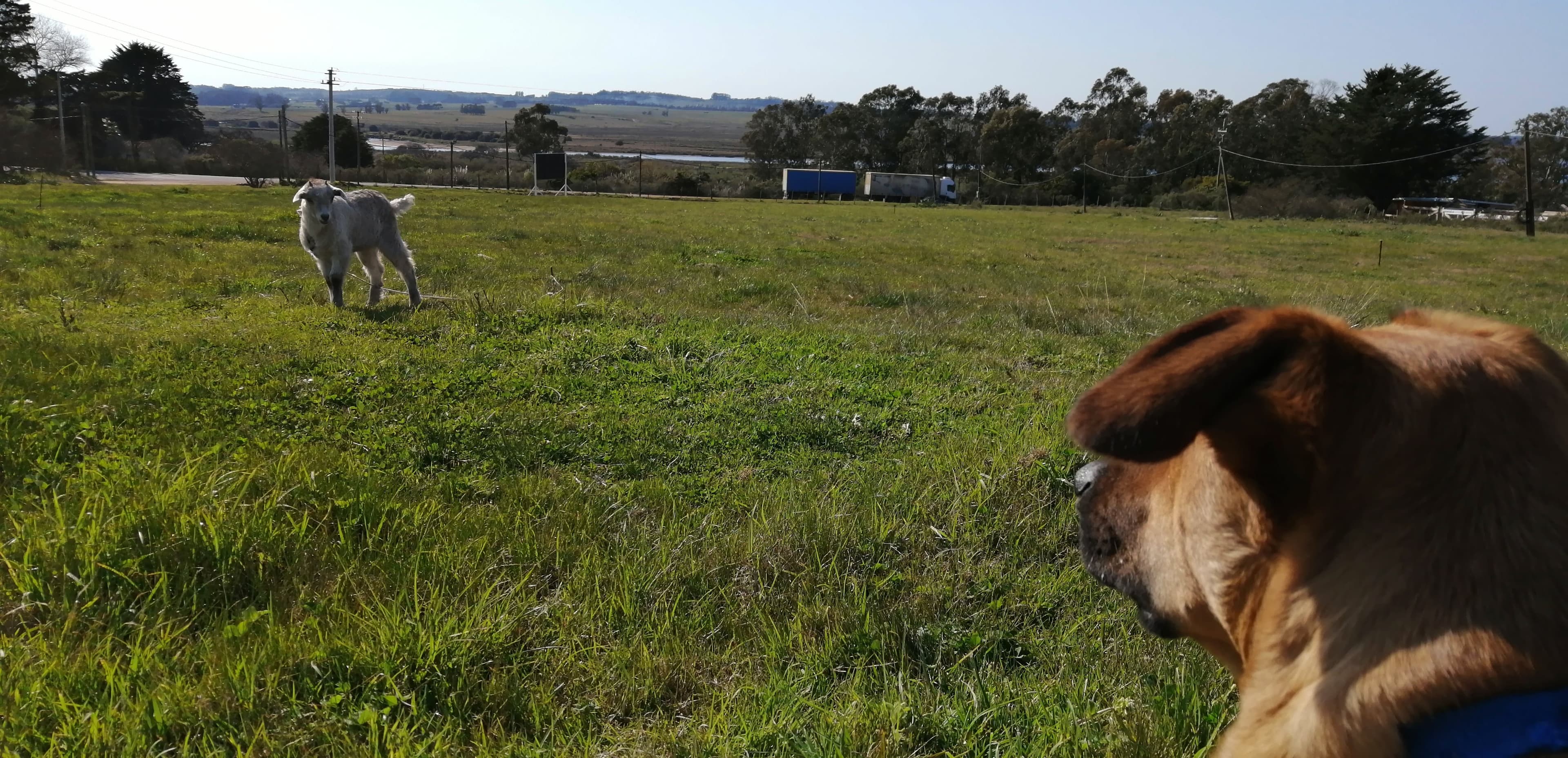 Refugio Municipal de Animales 3 en San Carlos, Maldonado, Uruguay - Perros en adopción