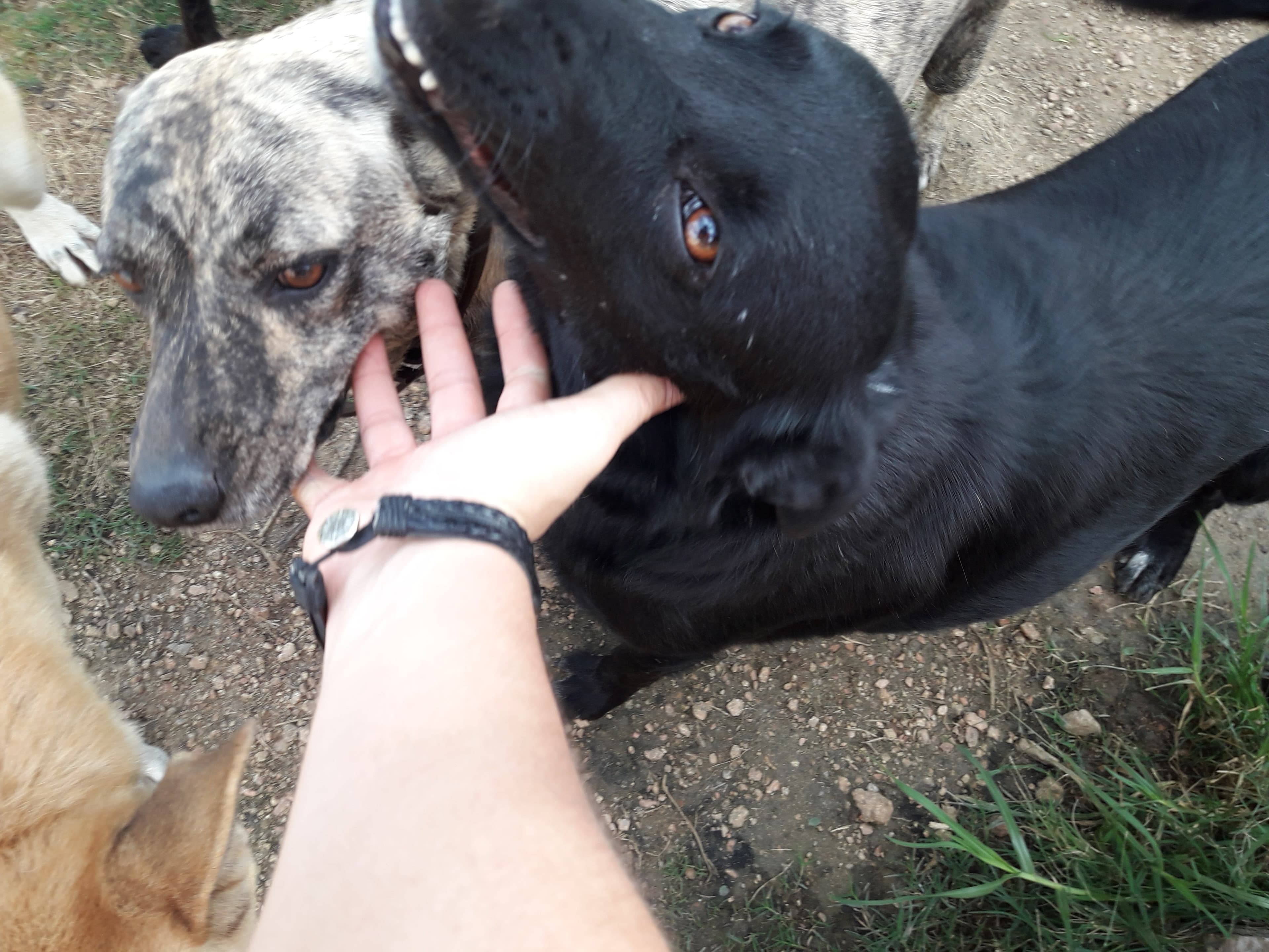 Refugio Municipal de Animales en San Carlos, Uruguay - Perros en adopción