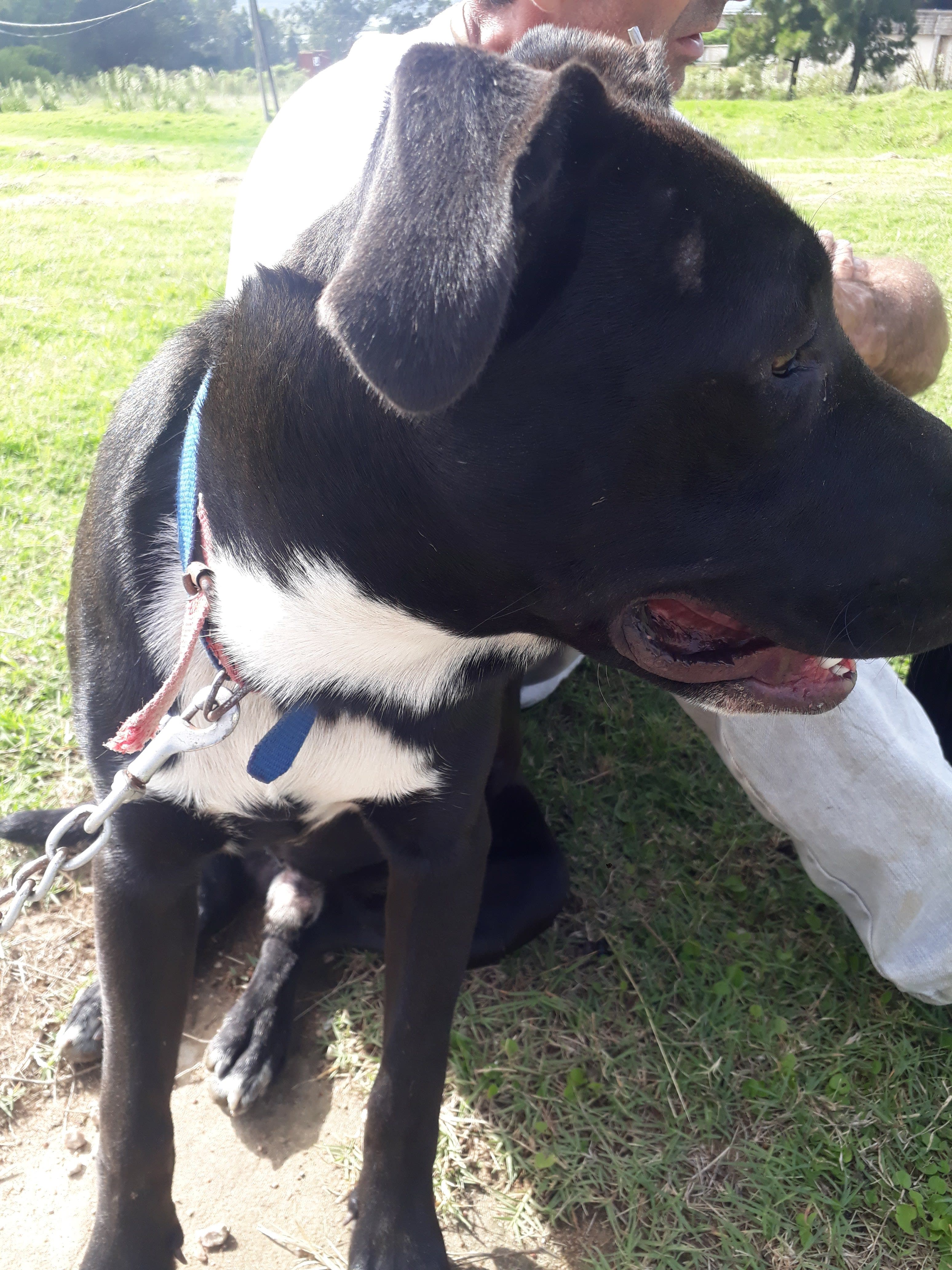 Refugio Municipal de Animales 2 en San Carlos, Maldonado, Uruguay - Perros en adopción