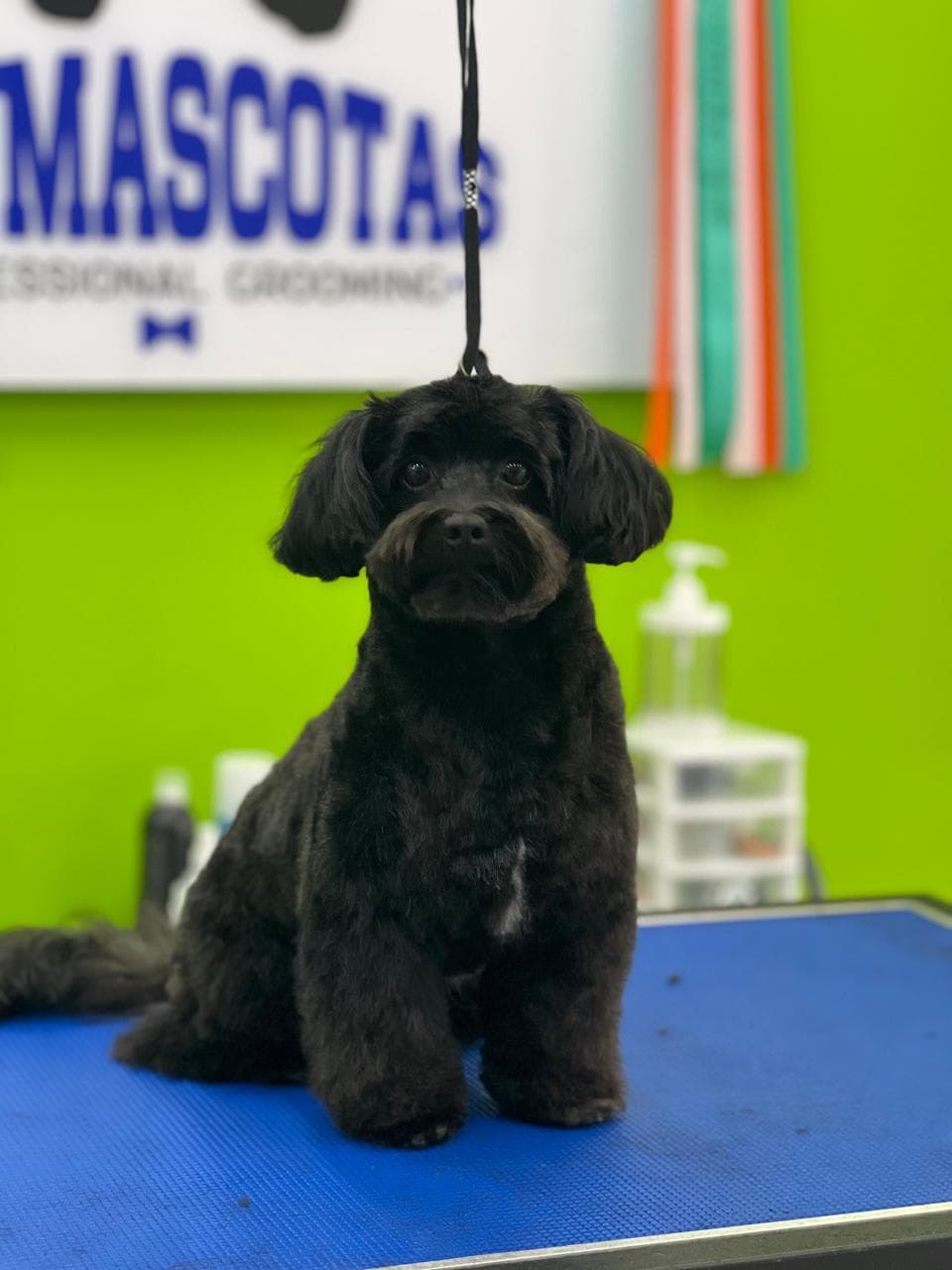 Mr. Mascotas Betania 2 en Palmas Bellas, Colón, Panamá - Peluquería para perros