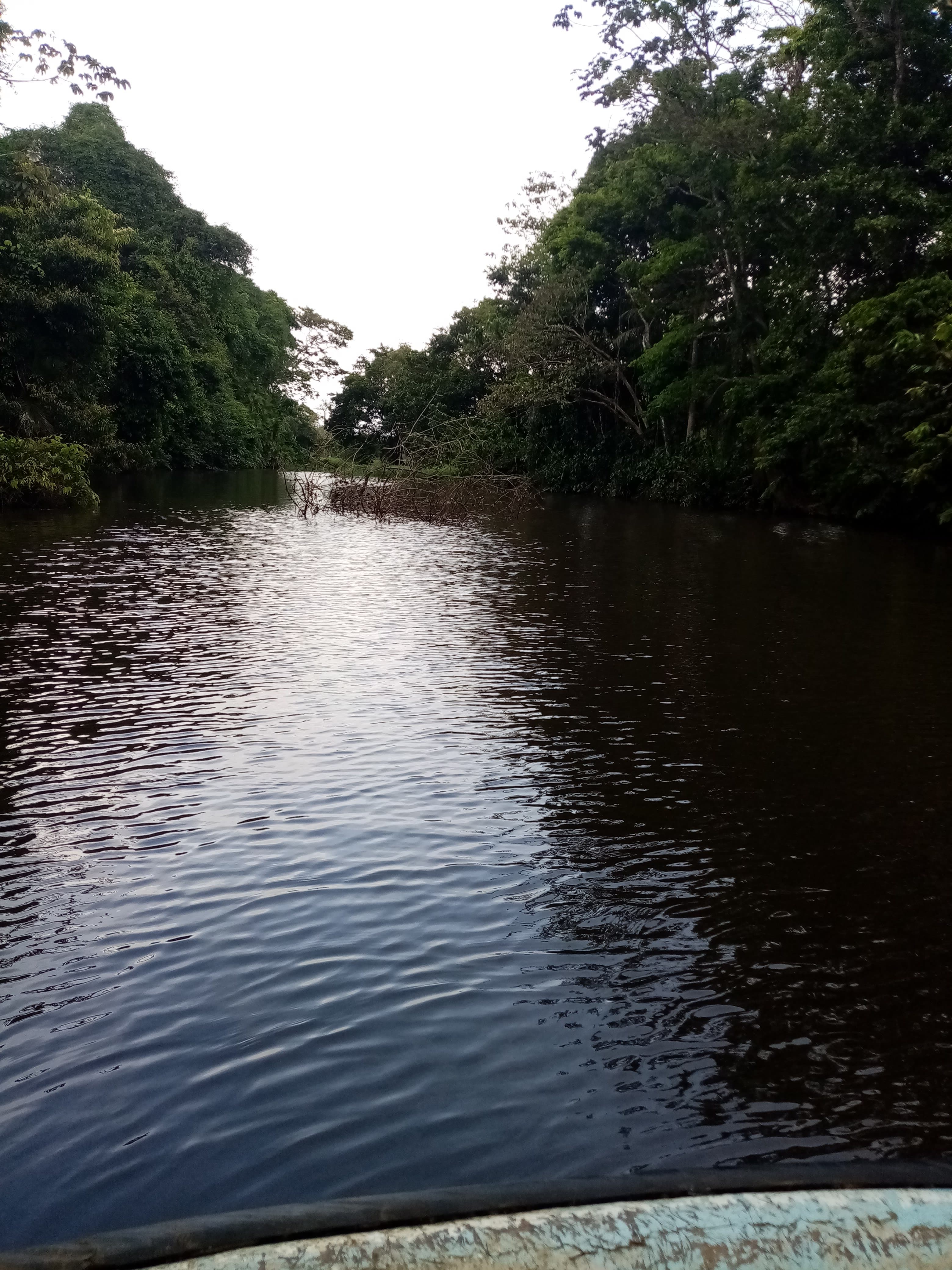Palmas Bellas 3 en Palmas Bellas, Colón, Panamá - Peluquería para perros