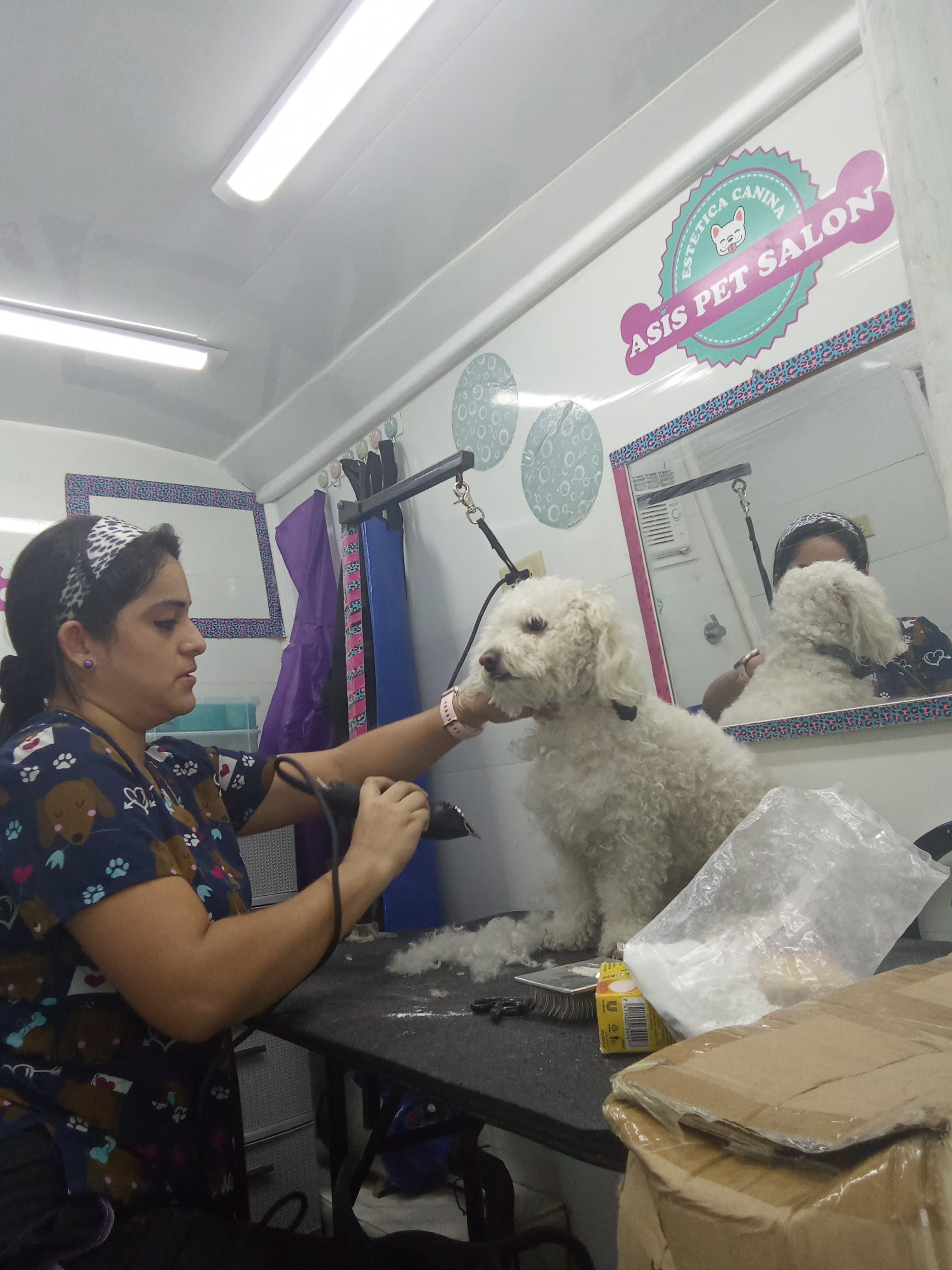 Asis pet salon - Imagen 1