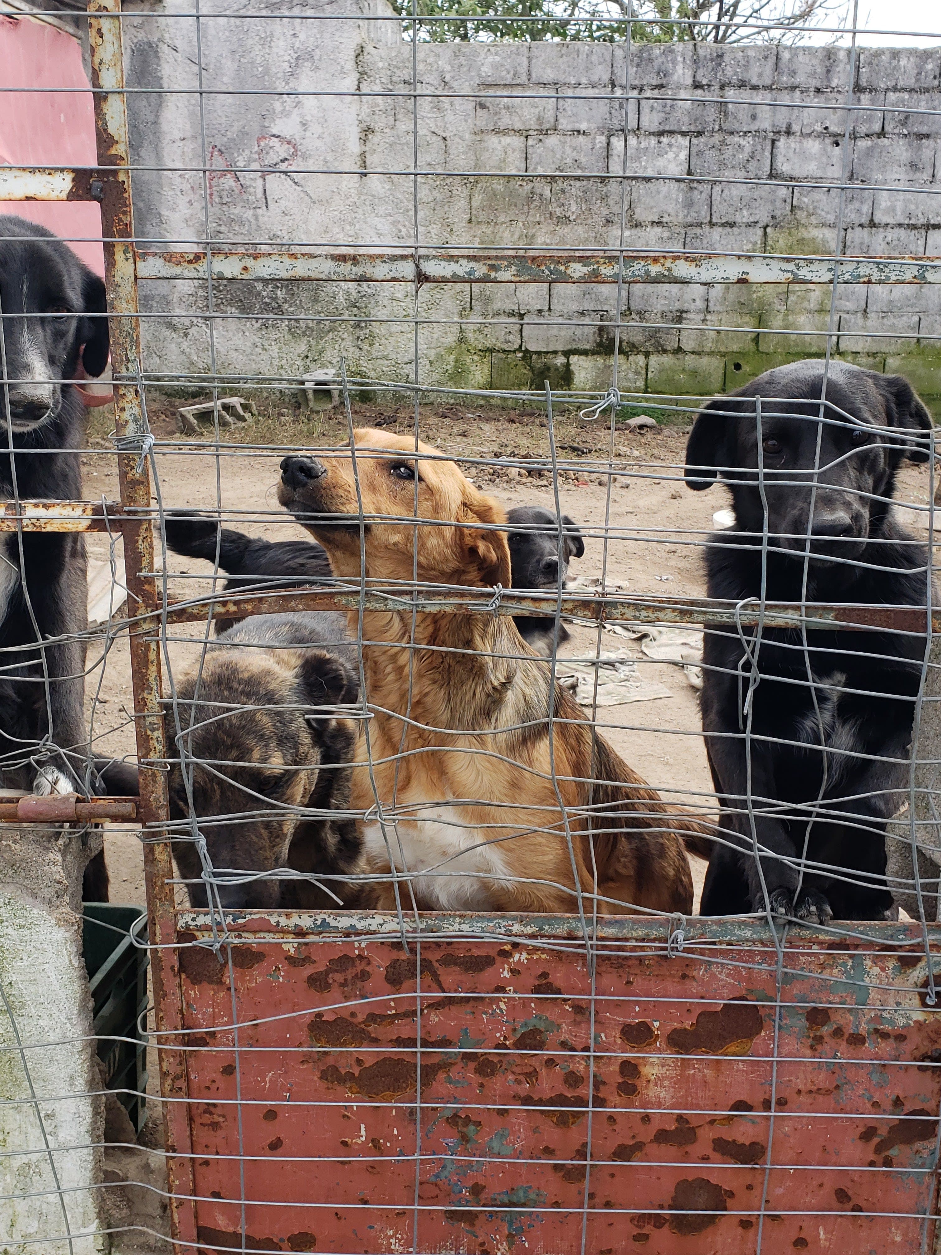 Refugio Canino en Juan Lacaze, Colonia, Uruguay - Paseadores de perros