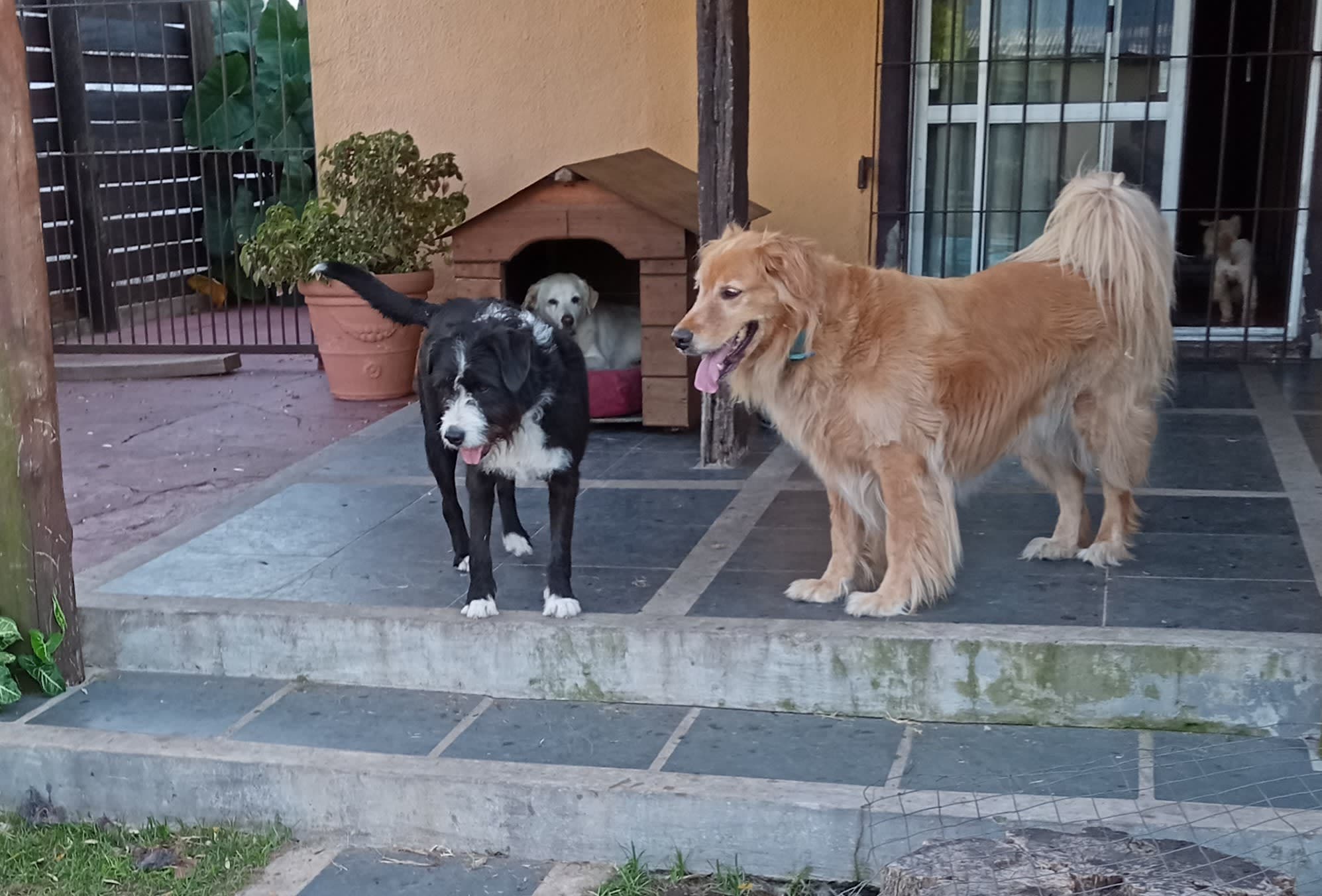 Guardería Canina Didù (libre de jaulas). Empresa Monotributo en Colonia del Sacramento, Colonia, Uruguay - Paseadores de perros