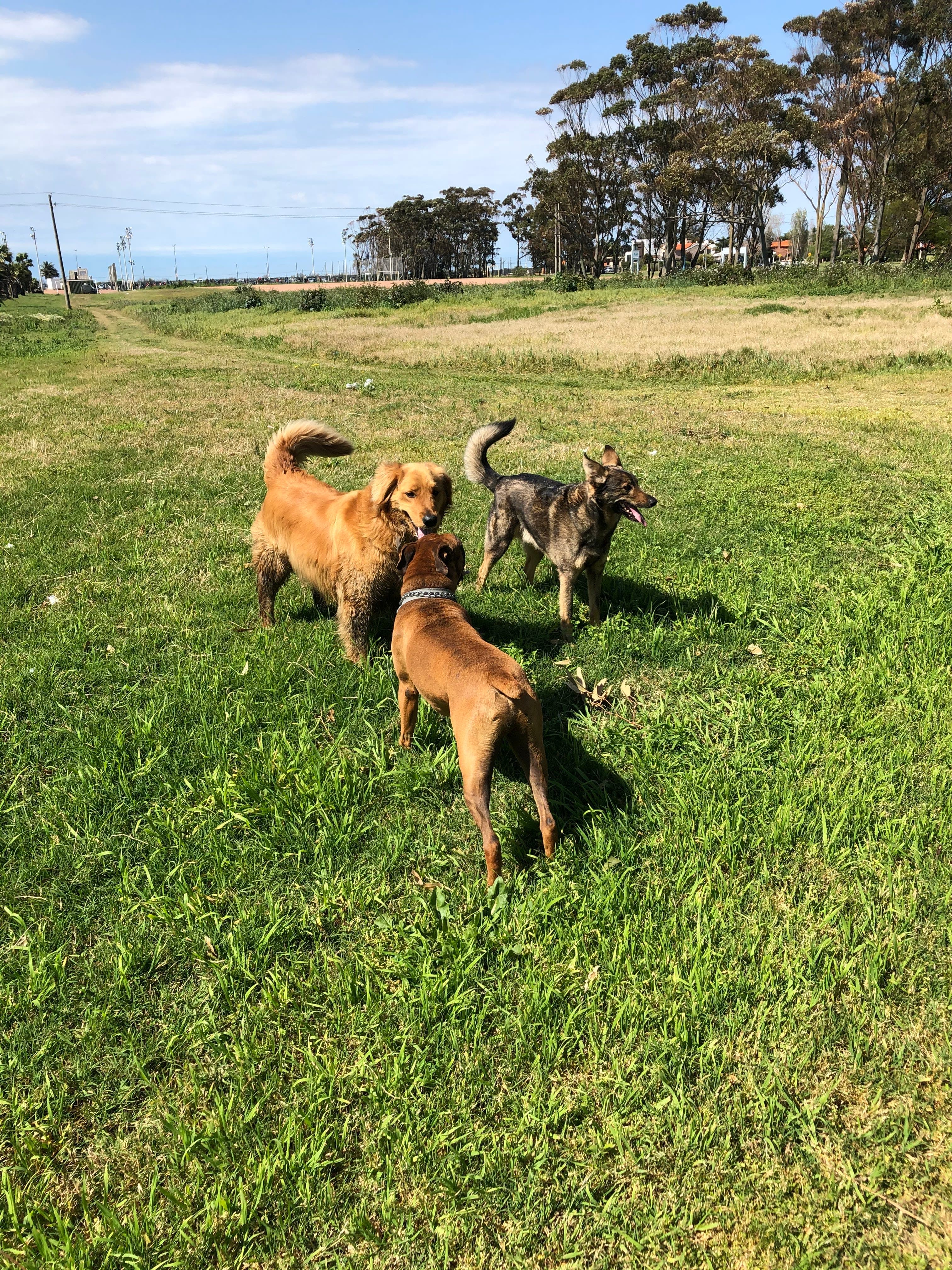 Paseador canino Nicolás Portillo en Colonia, Uruguay - Paseadores de perros