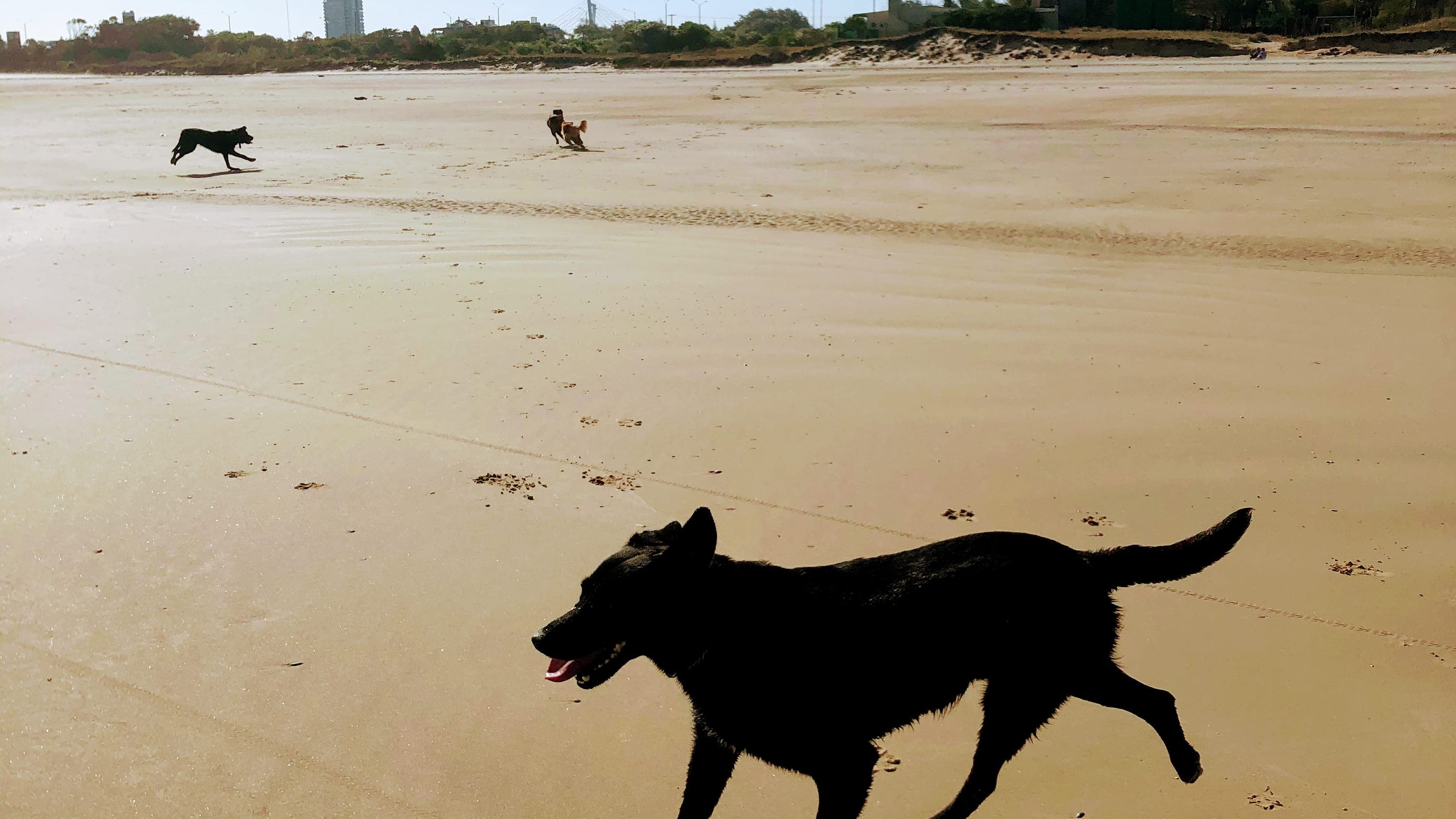 Paseador canino Nicolás Portillo 2 en Colonia, Uruguay - Paseadores de perros