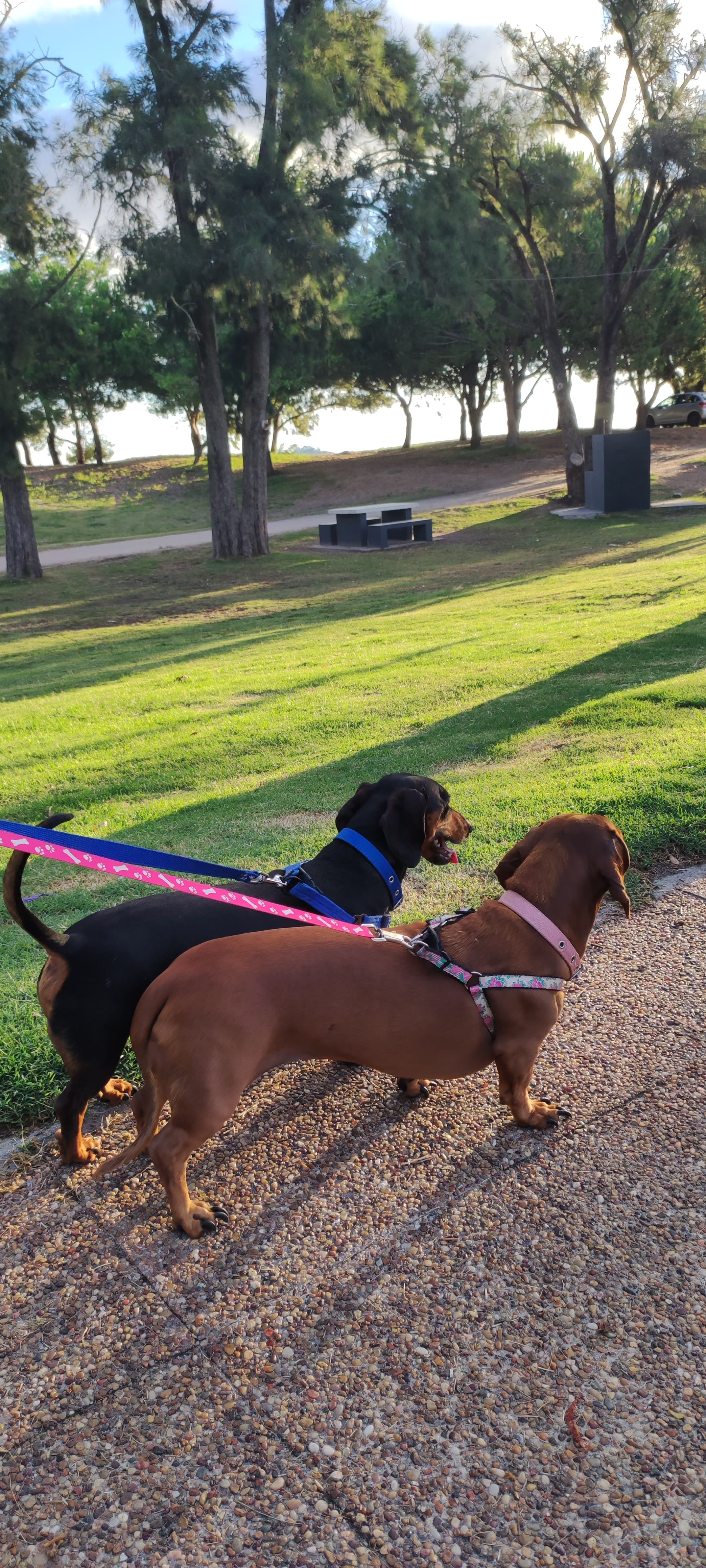 La Parejita 2 en Colonia del Sacramento, Colonia, Uruguay - Paseadores de perros