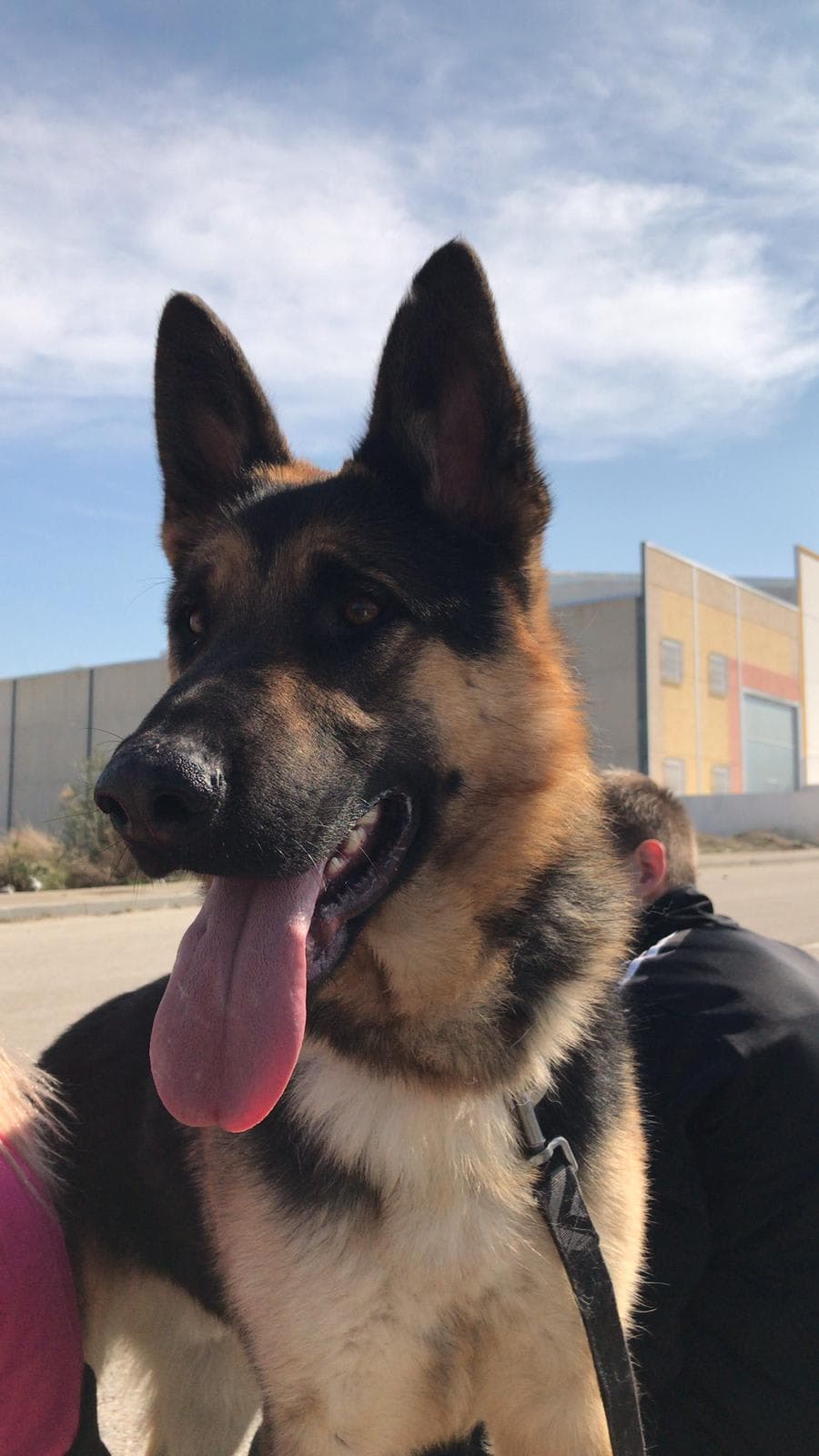 Humane ARCA 2 en Jaén, Andalucía, España - Perros en adopción