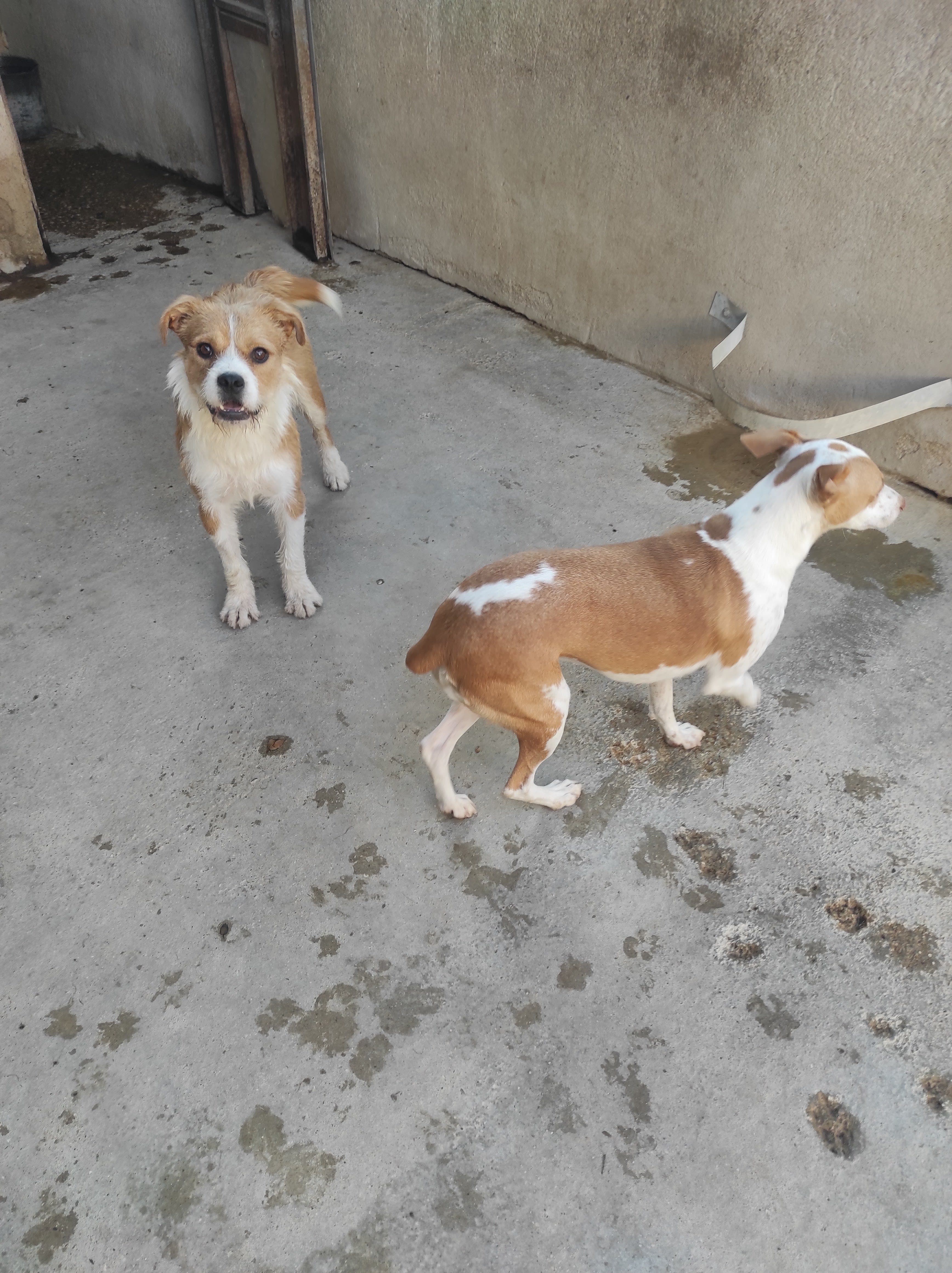 Protectora Felican 2 en Jaén, Andalucía, España - Perros en adopción