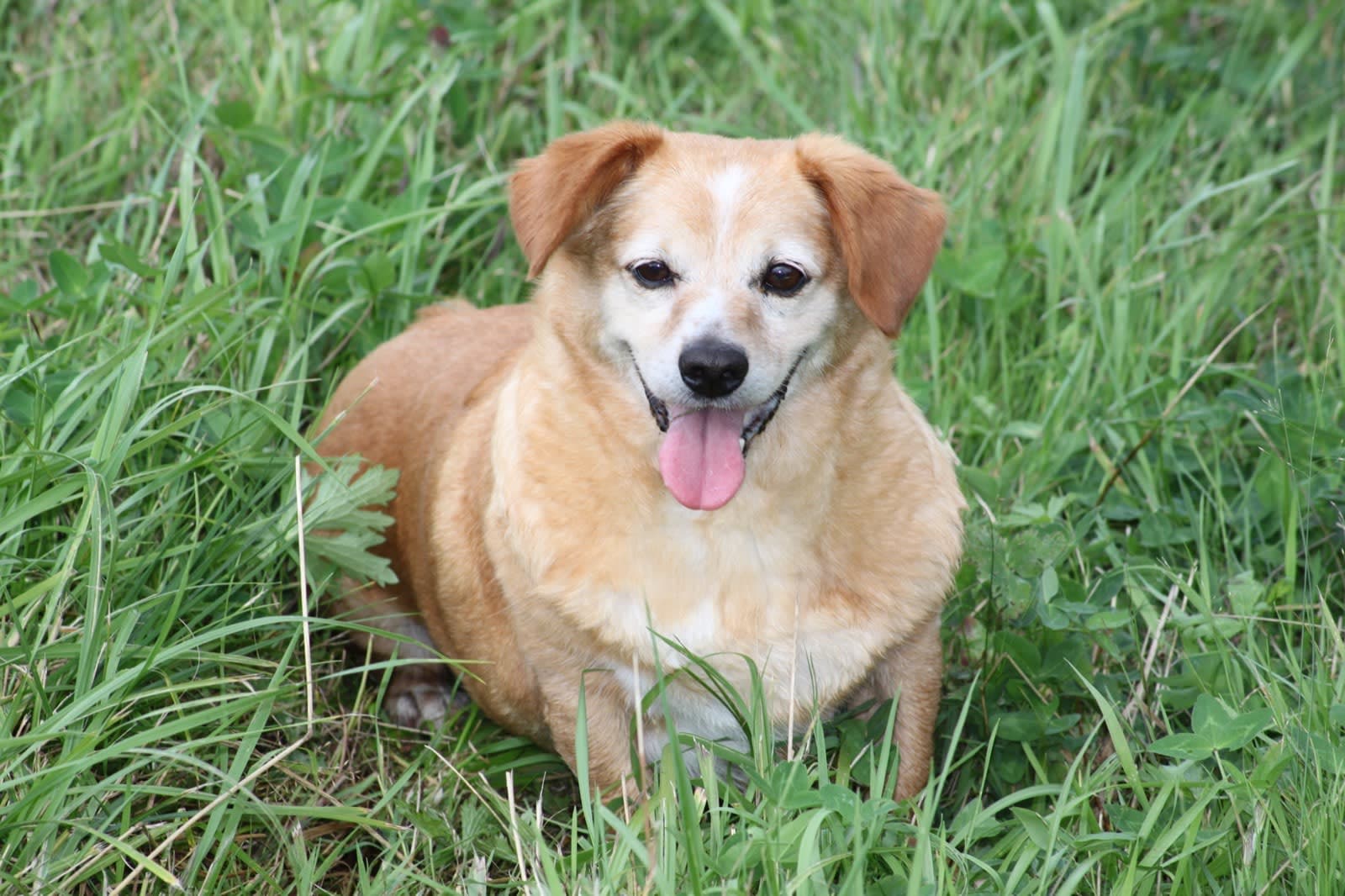Protectora de Animales en Jaén, España - Perros en adopción