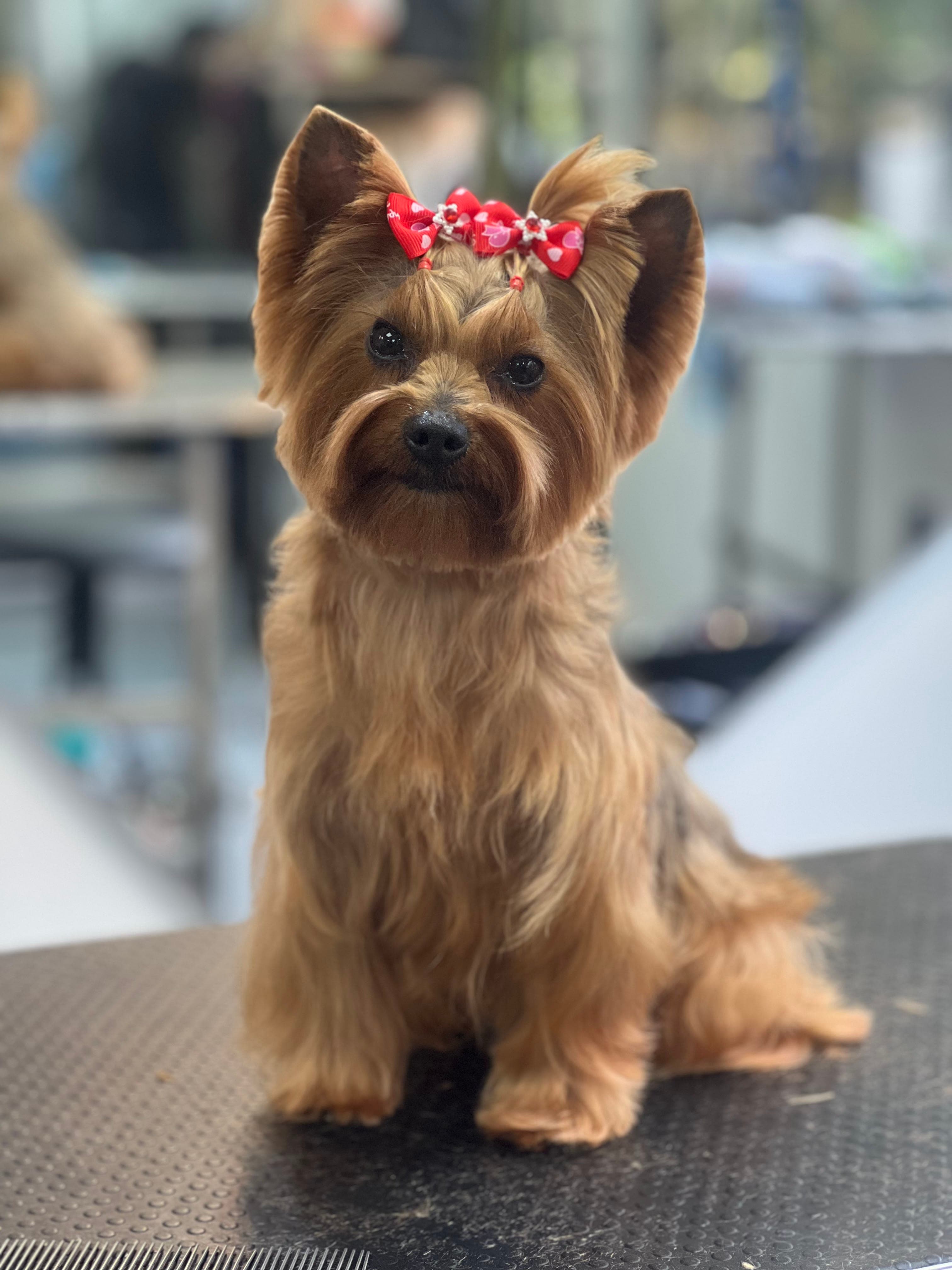 Rey Groomer | Mauro Reyes - Peluquería Canina en Medellín, Antioquia, Colombia - Peluquería para perros