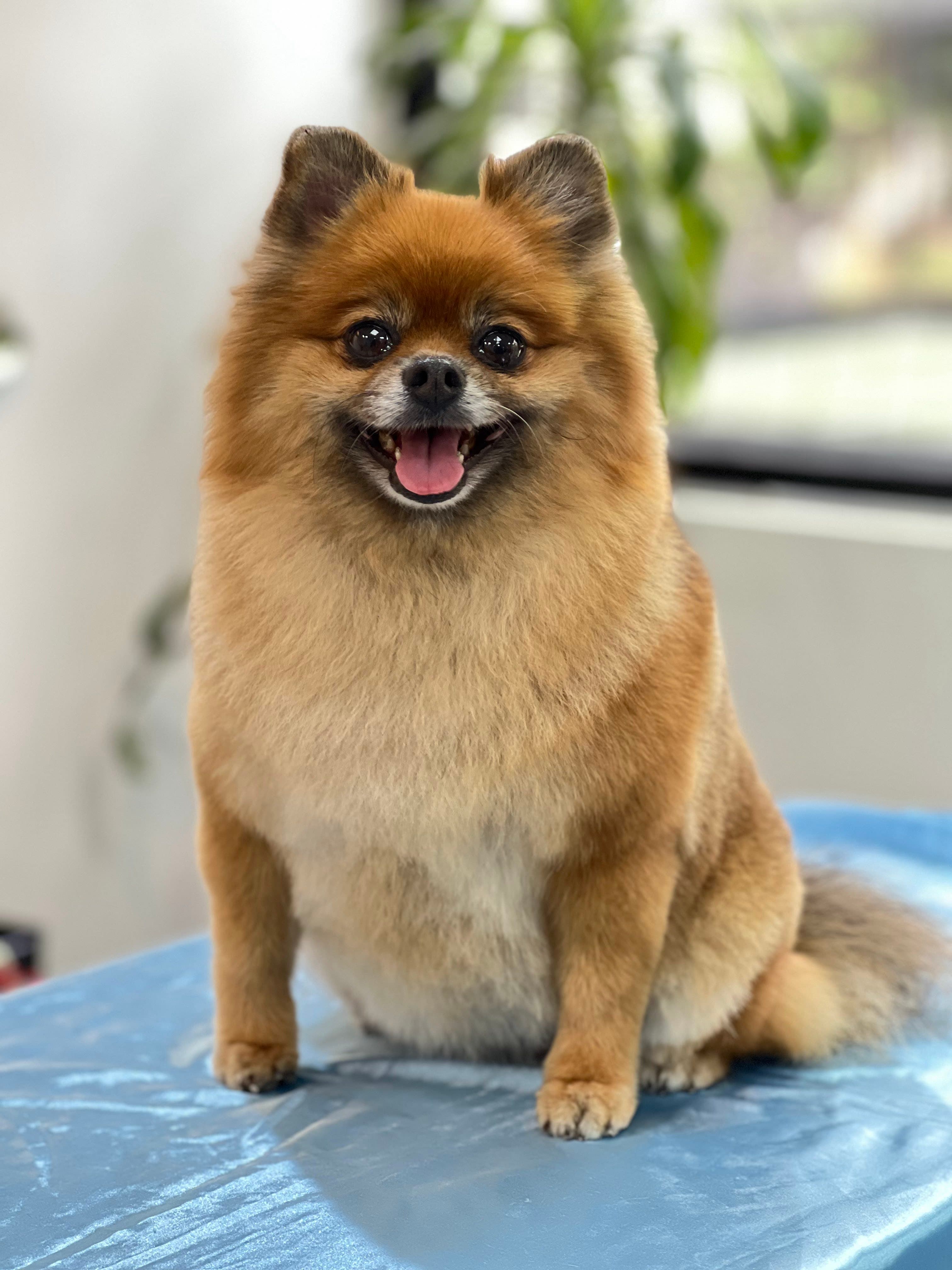 Rey Groomer | Mauro Reyes - Peluquería Canina 2 en Medellín, Antioquia, Colombia - Peluquería para perros