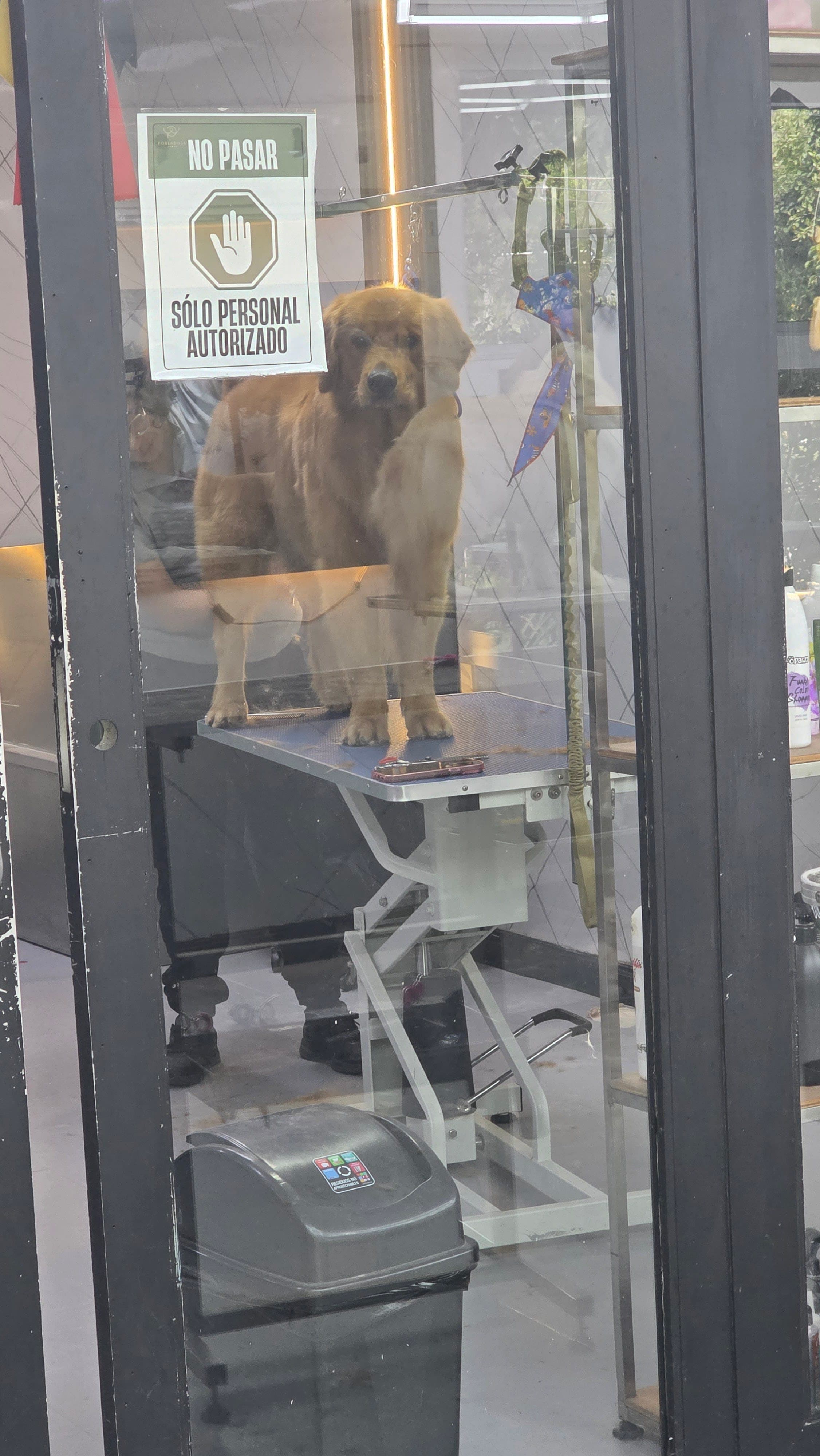 Pobladogs Peluqueria Canina 2 en Medellín, Antioquia, Colombia - Peluquería para perros