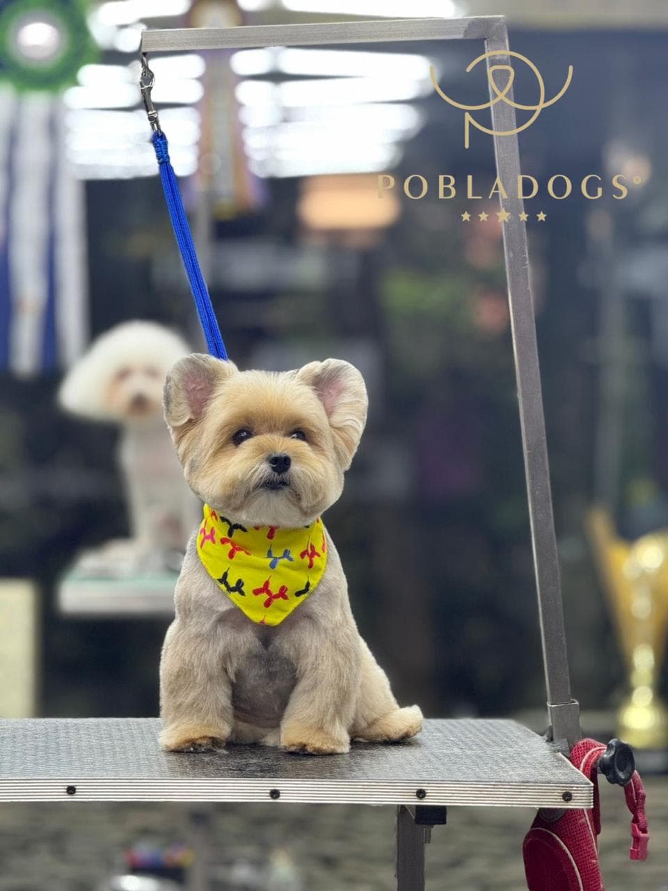 Pobladogs Peluqueria Canina en Medellín, Antioquia, Colombia - Peluquería para perros