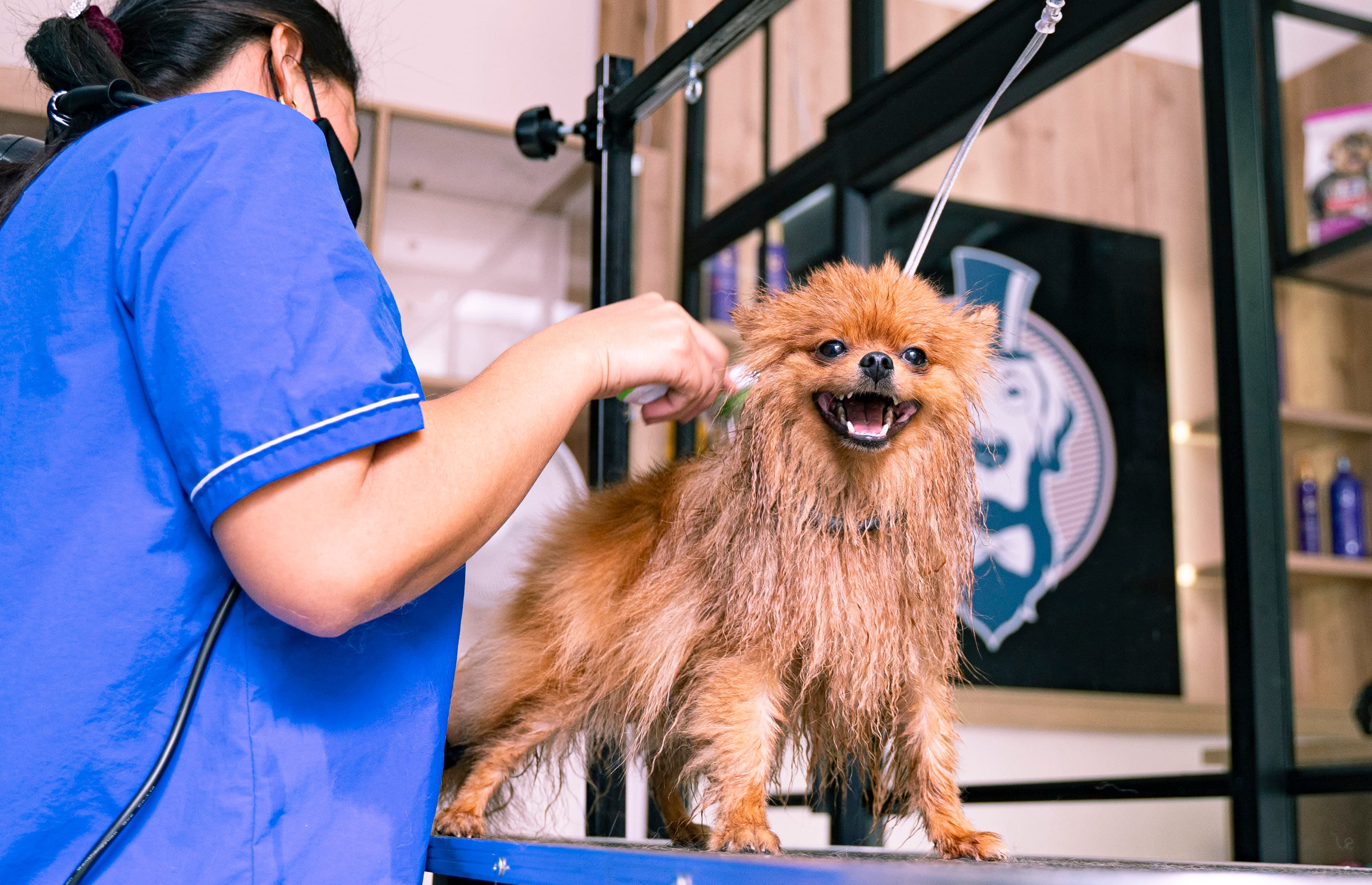 SIR GROOMER | Peluquería Canina & Boutique 2 en Medellín, Antioquia, Colombia - Peluquería para perros