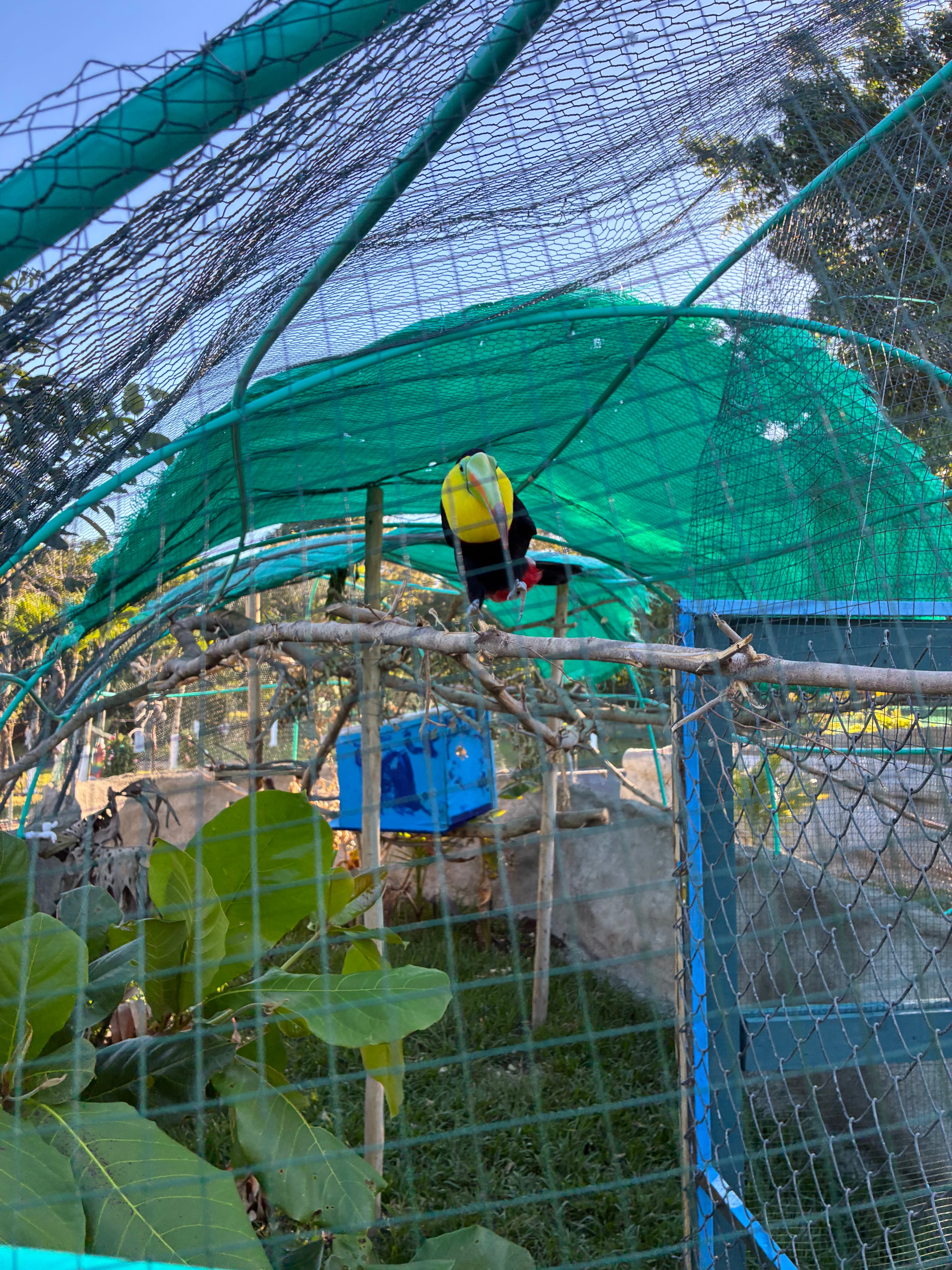 Rescue Center Costa Rica en San Ramón, Alajuela, Costa Rica - Gatos en adopción