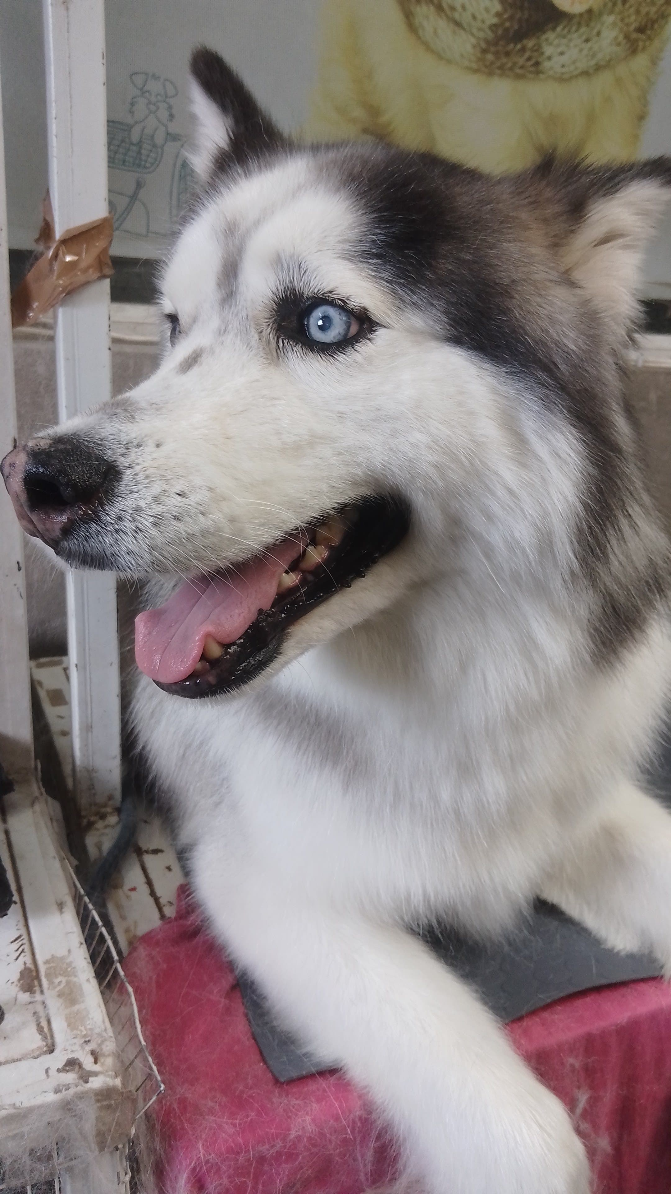 DOG BARBER 2 en San Antonio de Pichincha, Pichincha, Ecuador - Peluquería para perros