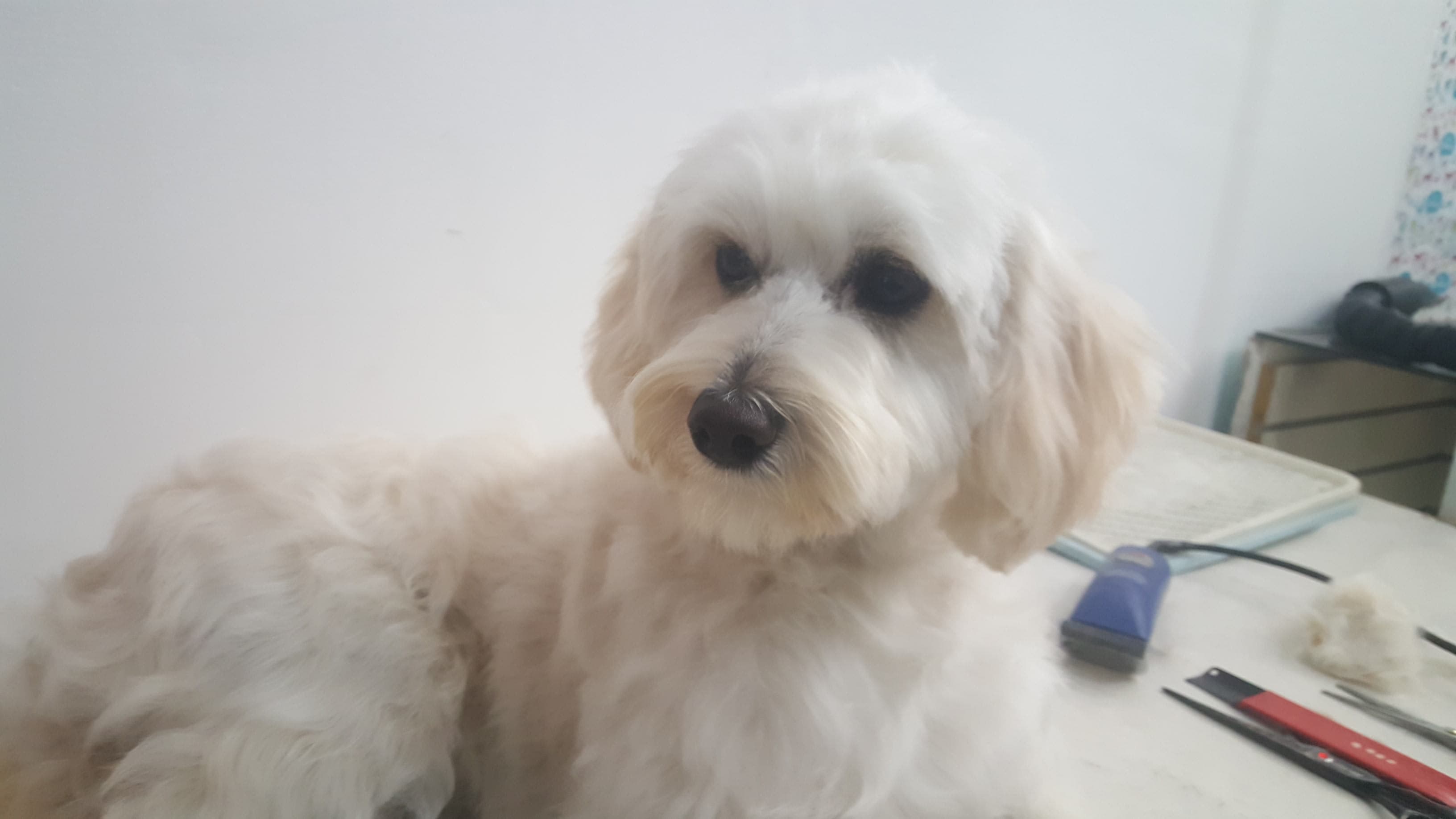 DOG BARBER en San Antonio de Pichincha, Pichincha, Ecuador - Peluquería para perros