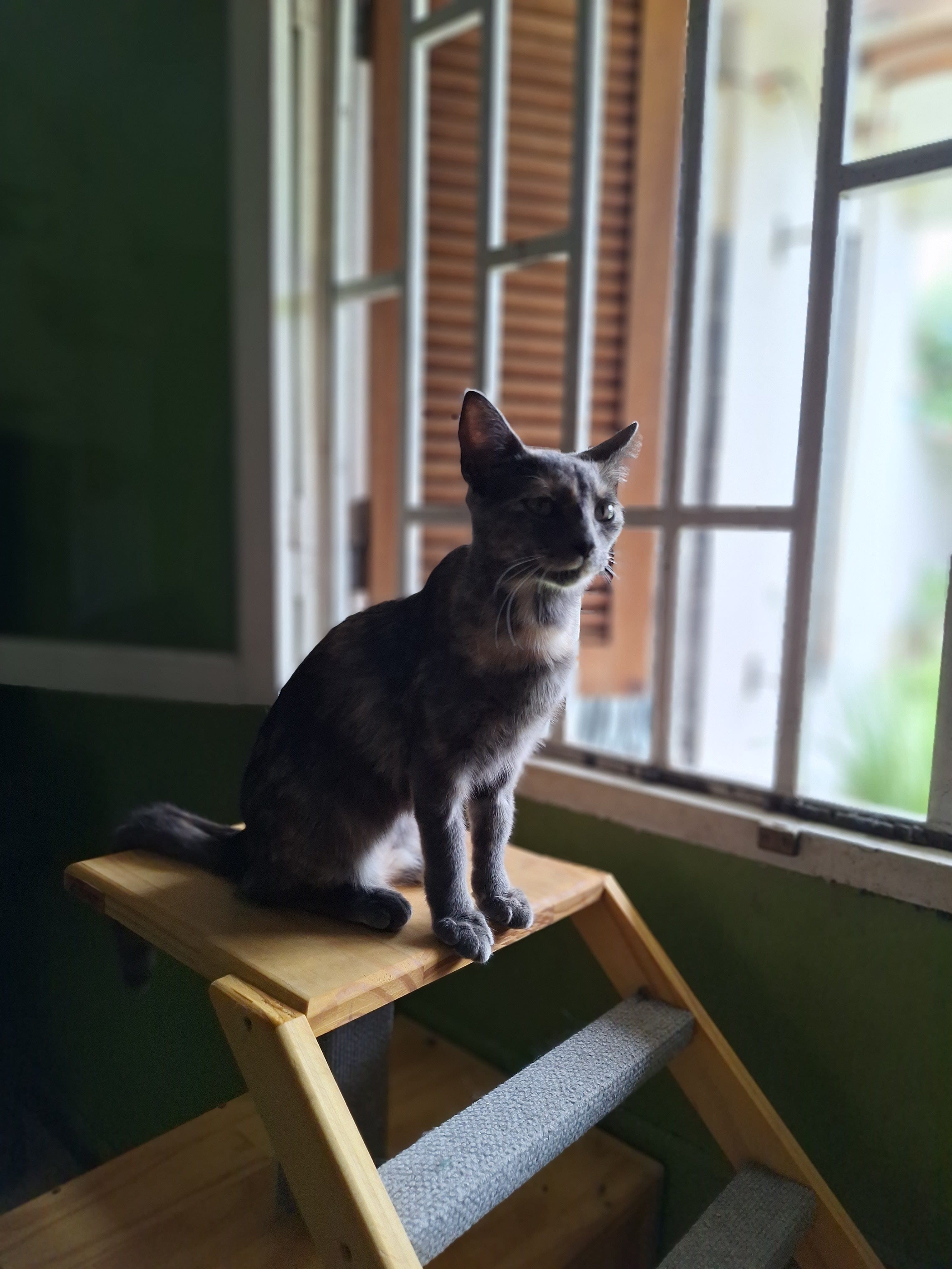 Hotel Felino Nich 3 en Alta Gracia, Córdoba, Argentina - Hoteles y guarderías para gatos