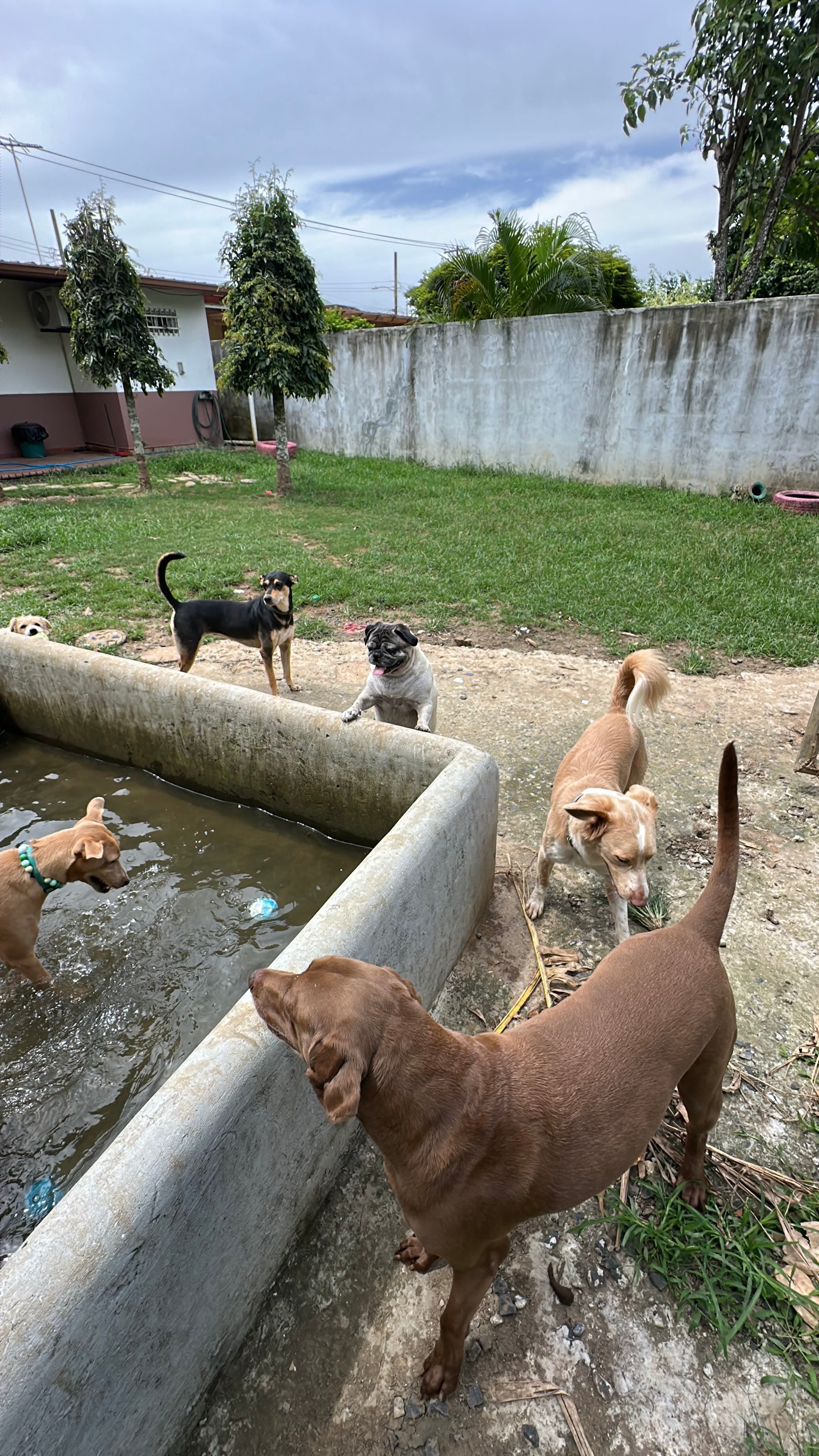 PAWRADISE 3 en Río de Jesús, Veraguas, Panamá - Hoteles y guarderías para perros