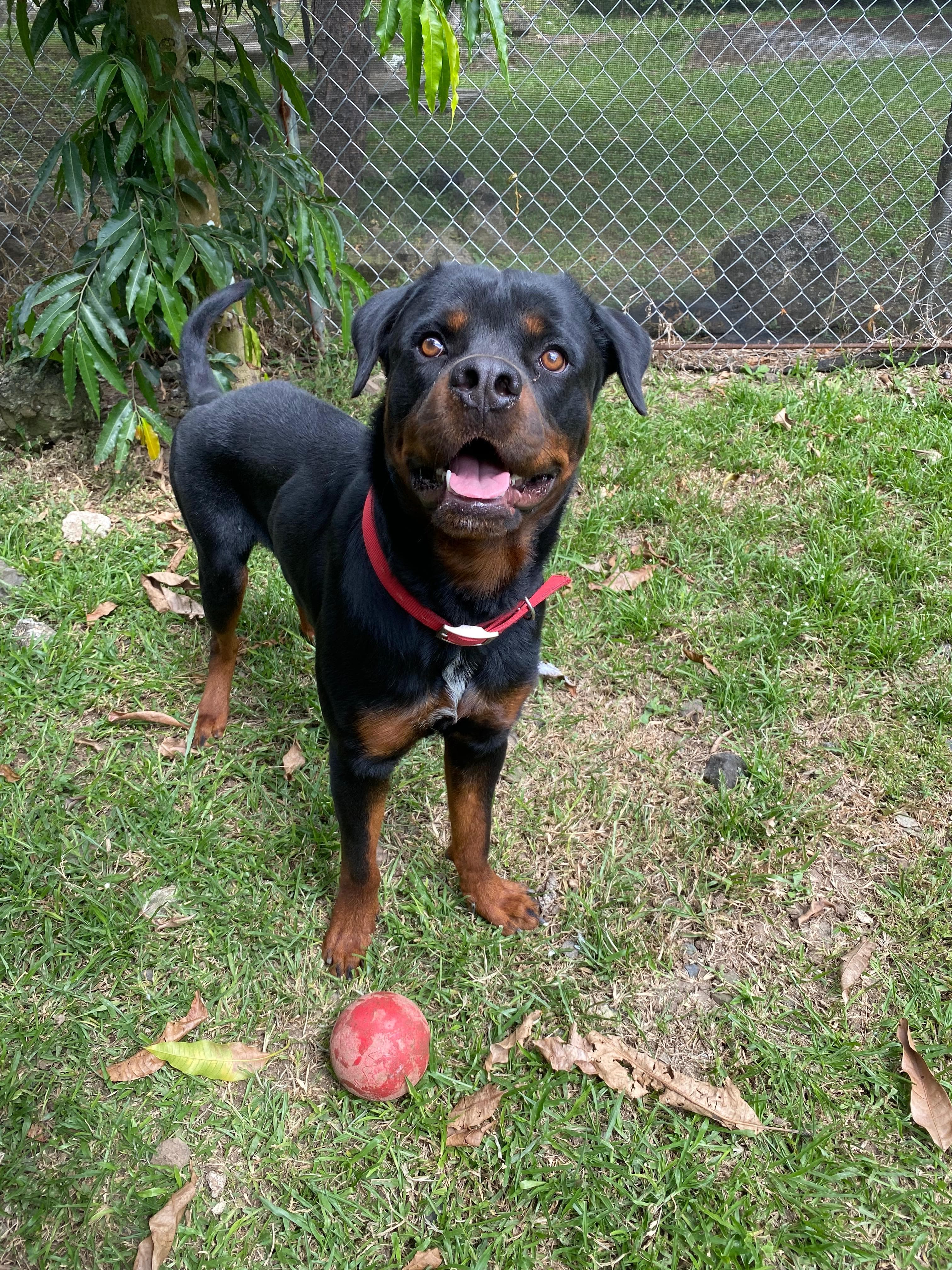 PAWRADISE 2 en Río de Jesús, Veraguas, Panamá - Hoteles y guarderías para perros