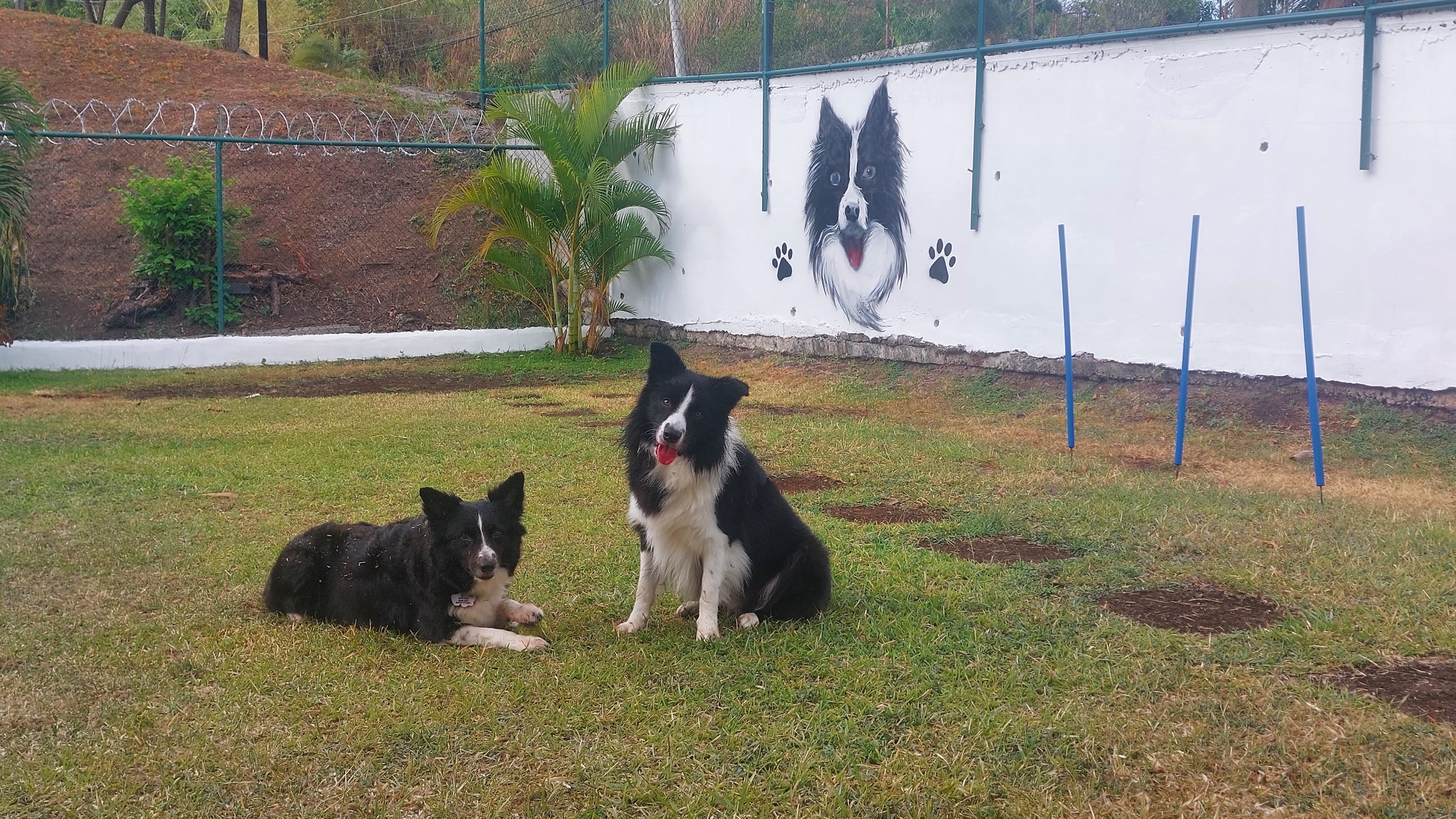 DOG HOUSE PANAMÁ en Río de Jesús, Veraguas, Panamá - Hoteles y guarderías para perros
