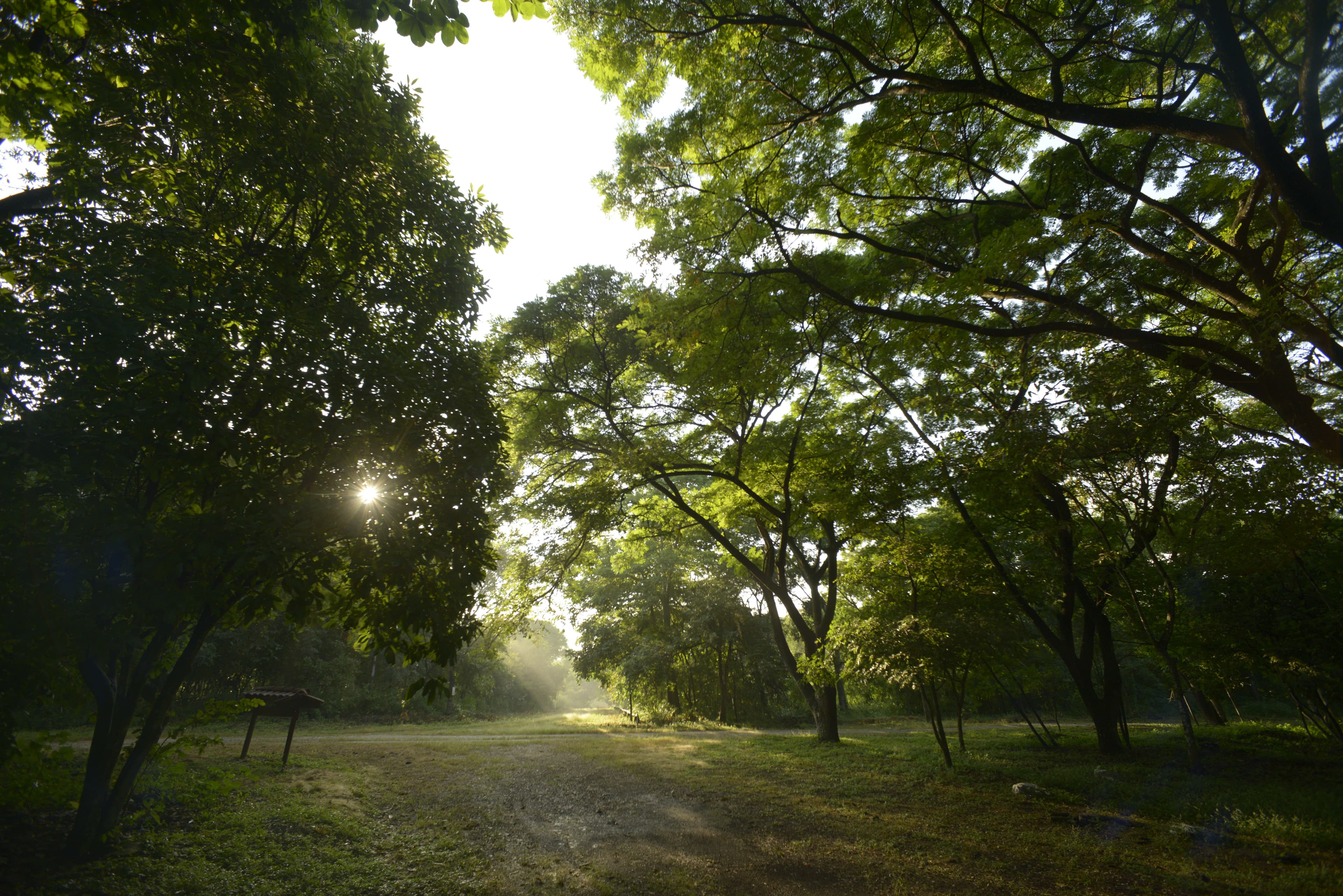 Cerro Blanco Protected Forest - Imagen 1