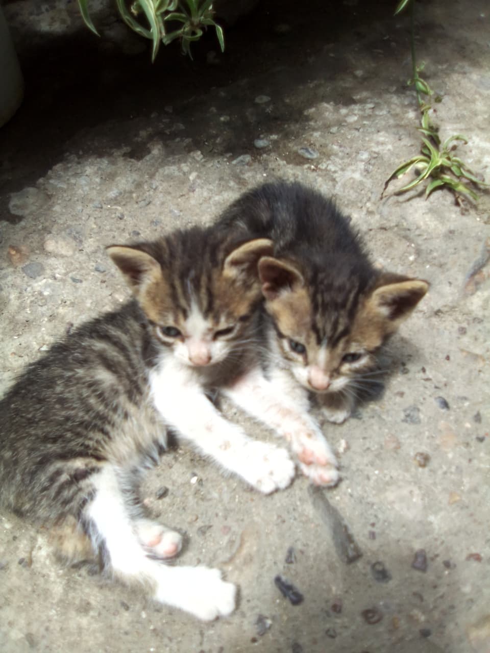 Gatitos en adopción: 3 barcinos, 1 blanco, 1 negro en Infonavit Alarcón, Mazatlán, Sinaloa 2