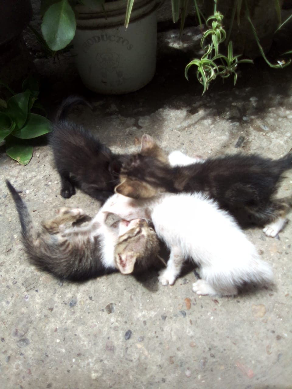 Gatitos en adopción: 3 barcinos, 1 blanco, 1 negro en Infonavit Alarcón, Mazatlán, Sinaloa 3