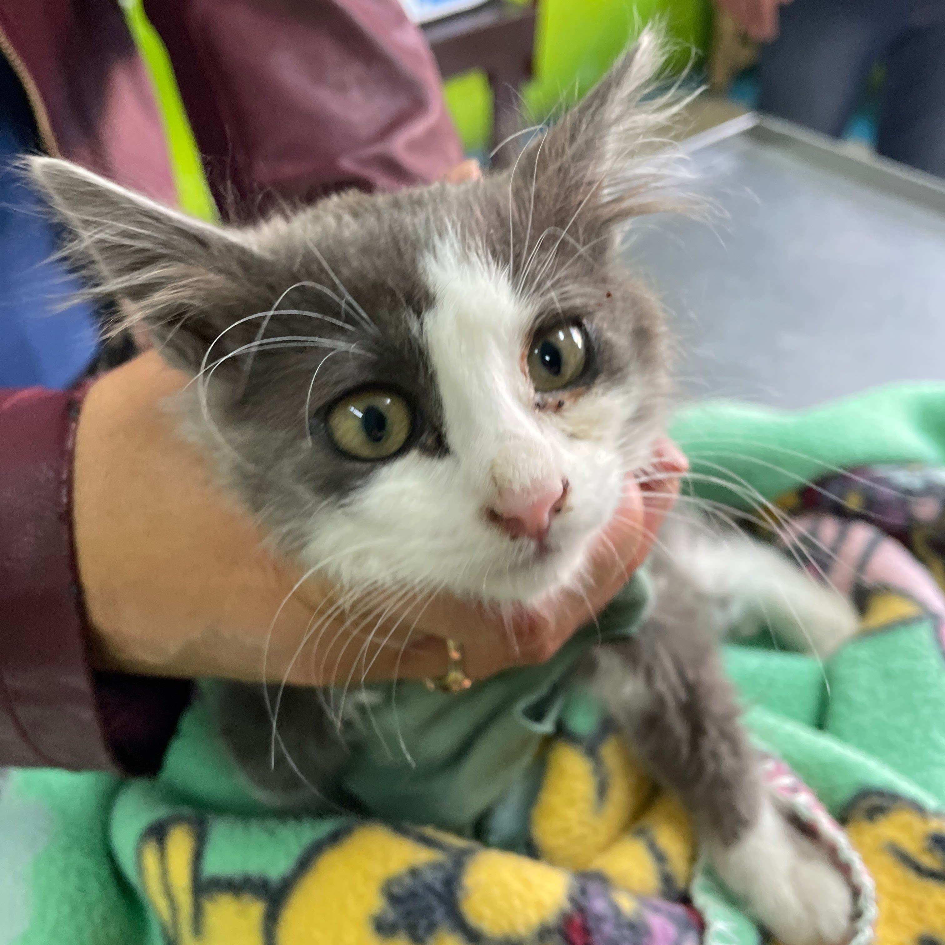 Veterinaria Shenlong 2 en Iztapalapa, Ciudad de México, México - Veterinarios