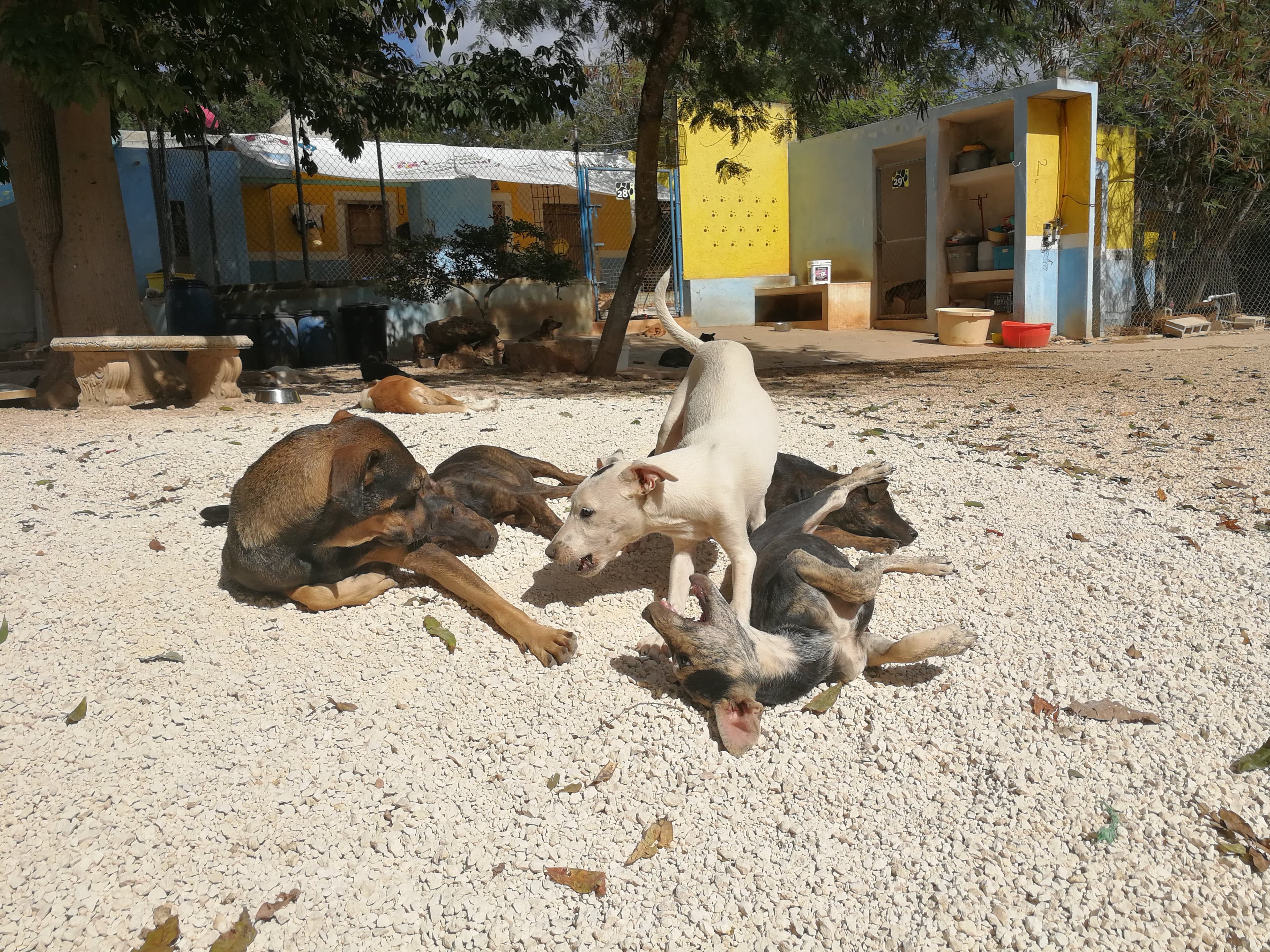 AC Animal Evolution 2 en Umán, Yucatán, México - Perros en adopción