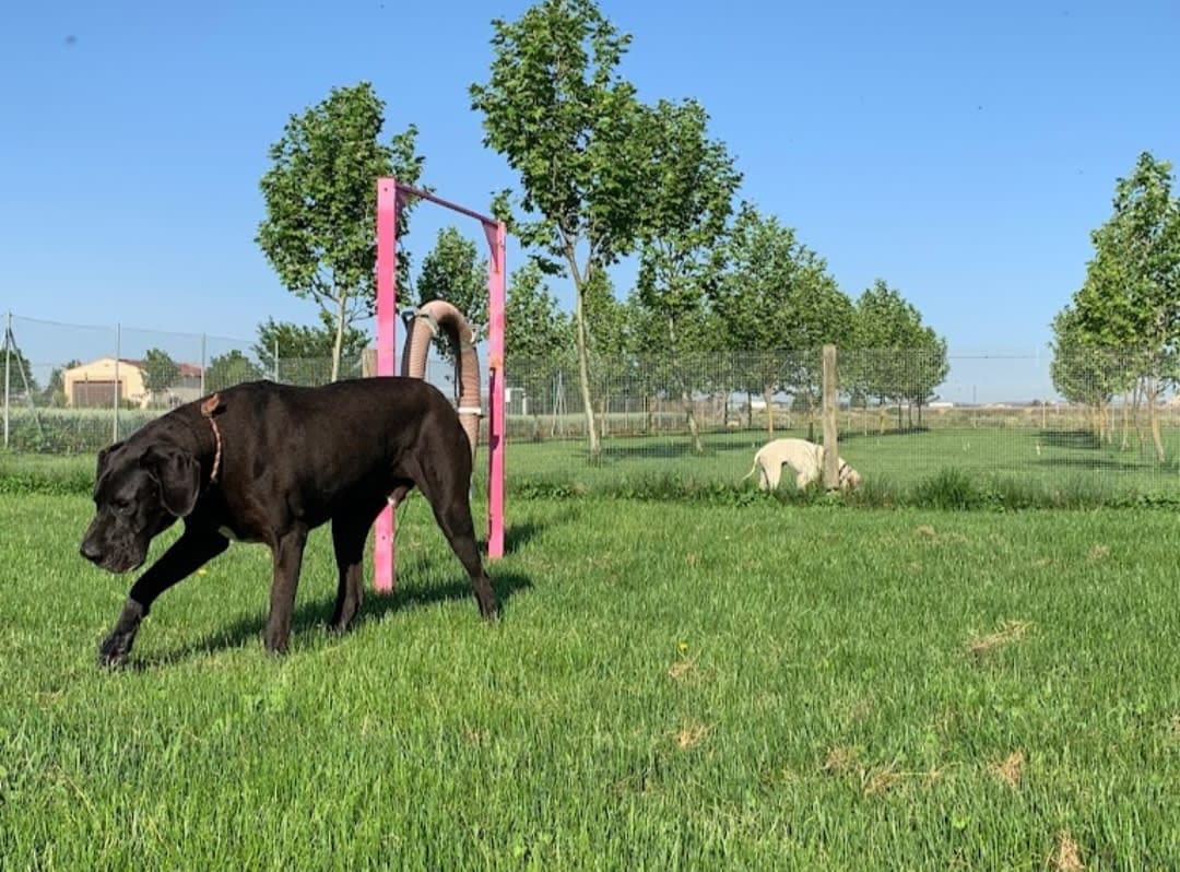 Residencia canina Cadenas 2 en Zamora, Castilla y León, España - Hoteles y guarderías para perros