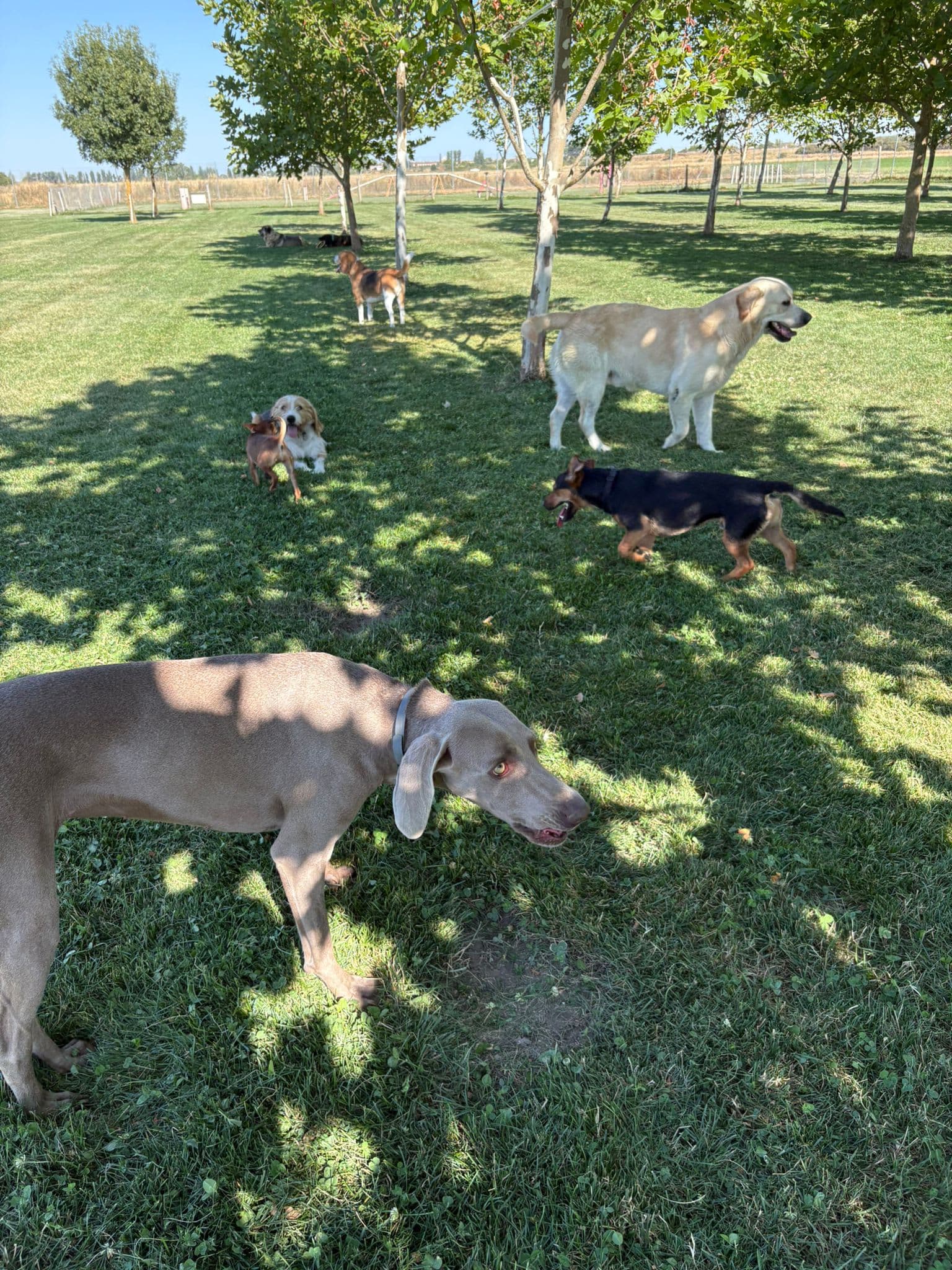 Residencia canina Cadenas
