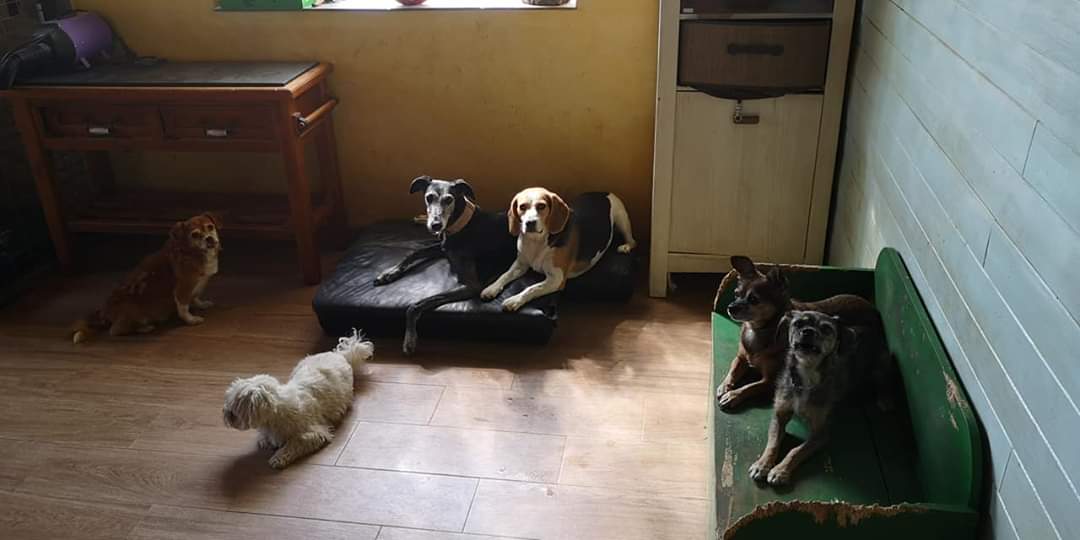 Hotel Canino Las Lomas 2 en Zamora, Castilla y León, España - Hoteles y guarderías para perros
