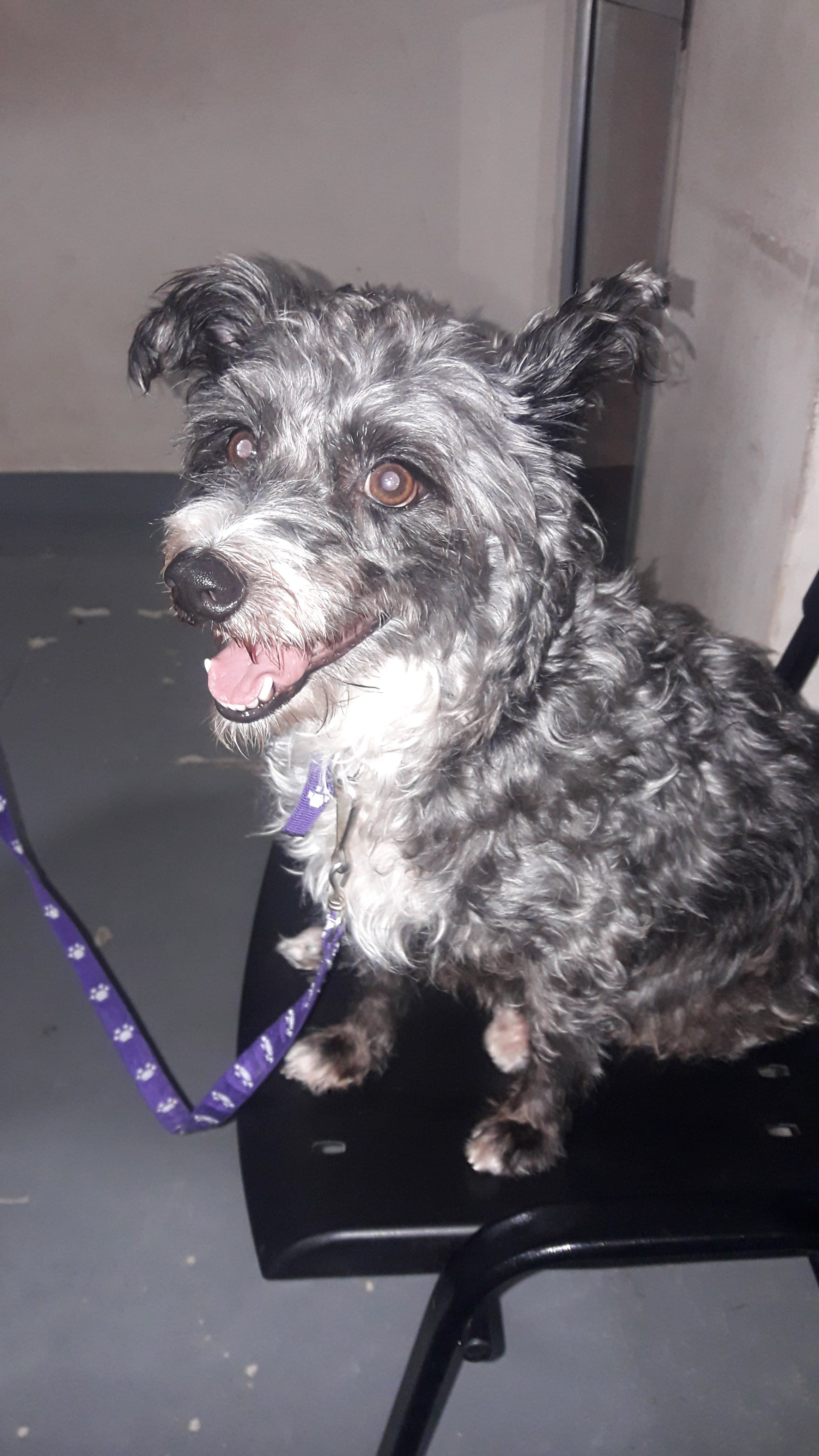 Veterinaria Signo 2 en Sáenz Peña, Chaco, Argentina - Peluquería para gatos