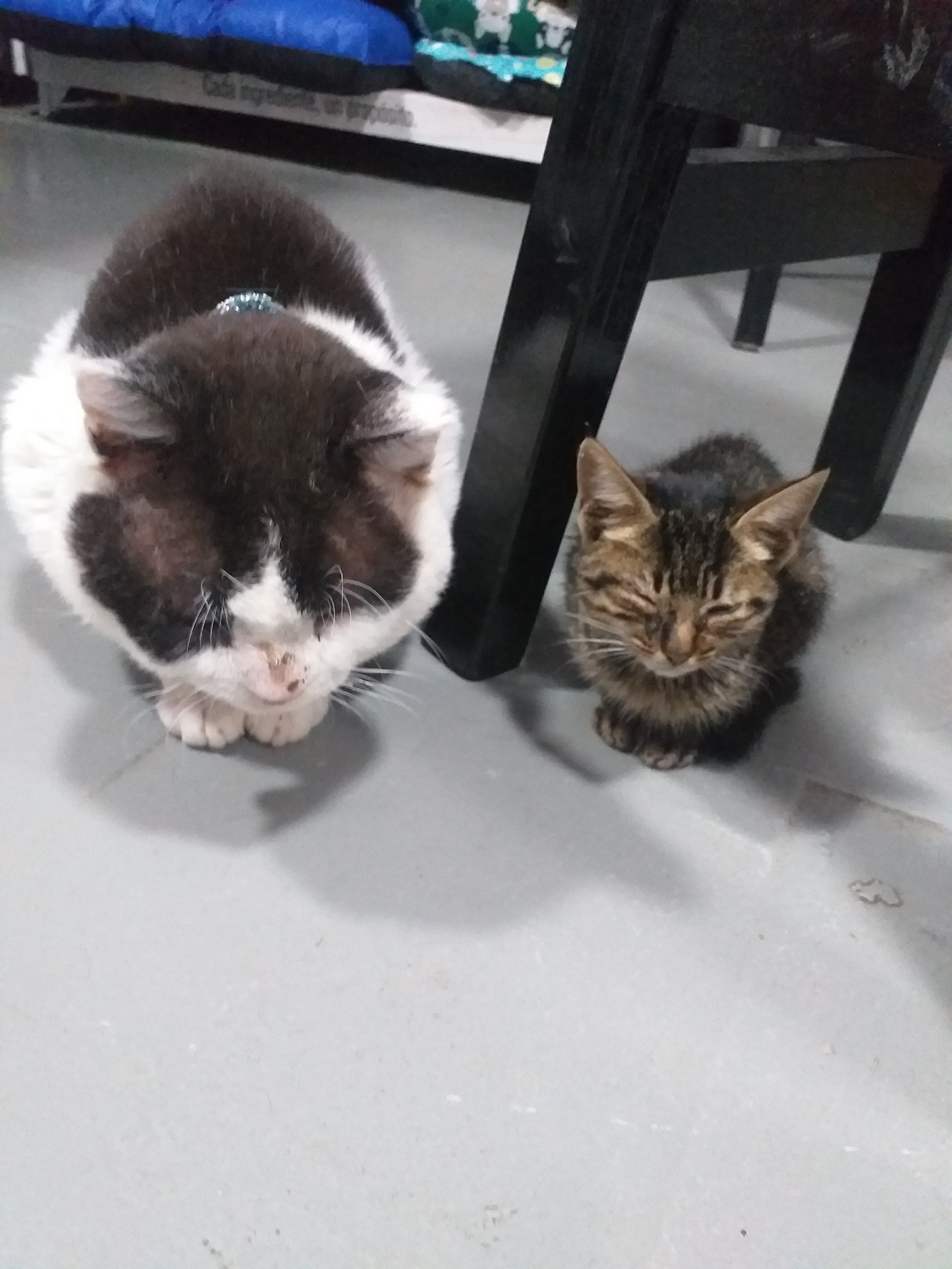 Veterinaria Signo en Sáenz Peña, Chaco, Argentina - Peluquería para gatos