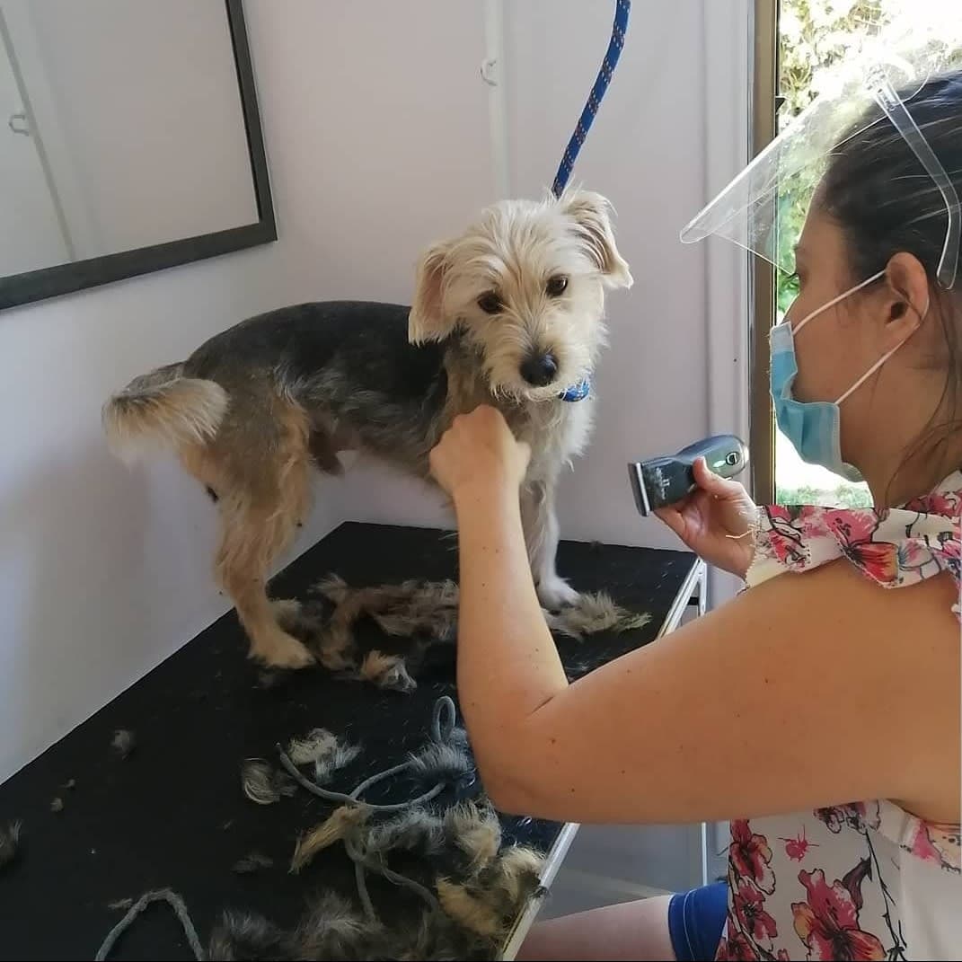 Pets dream 2 en Puente Alto, Metropolitana de Santiago, Chile - Peluquería para perros