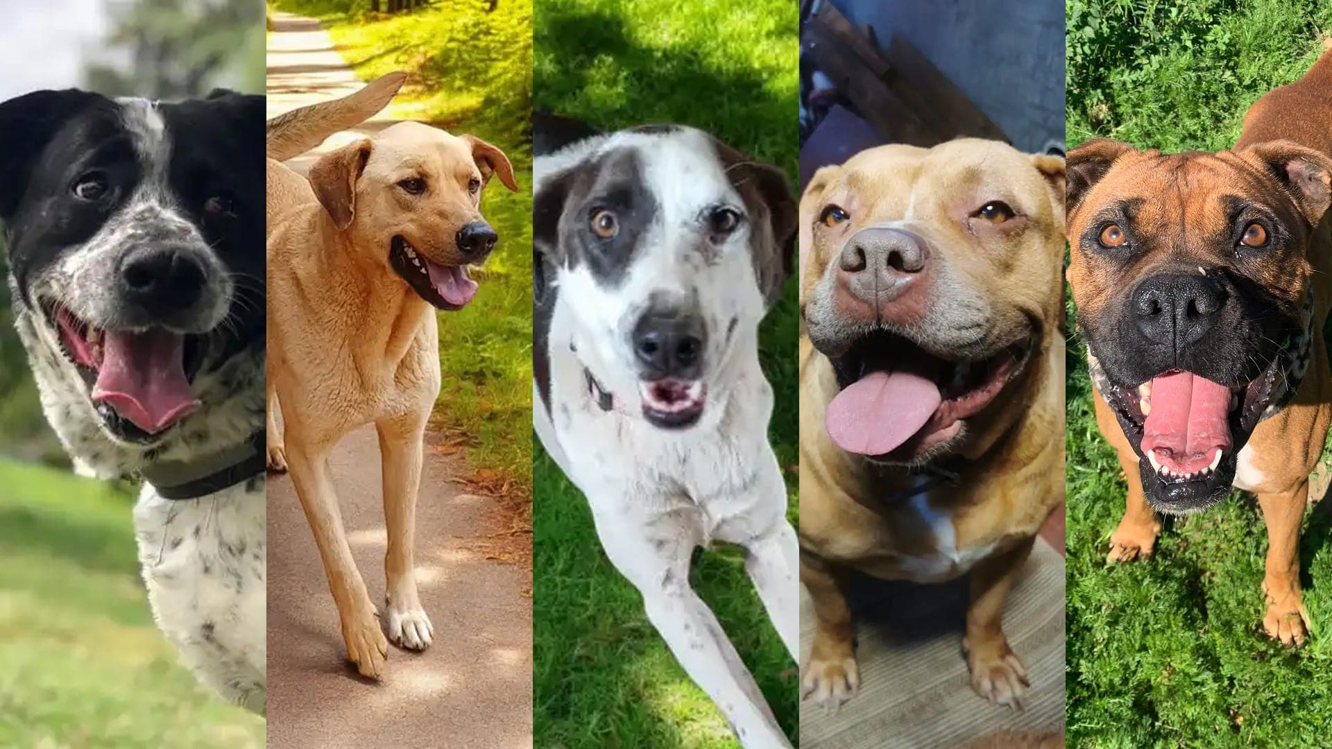 PetMatch en Santiago, Metropolitana de Santiago, Chile - Perros en adopción