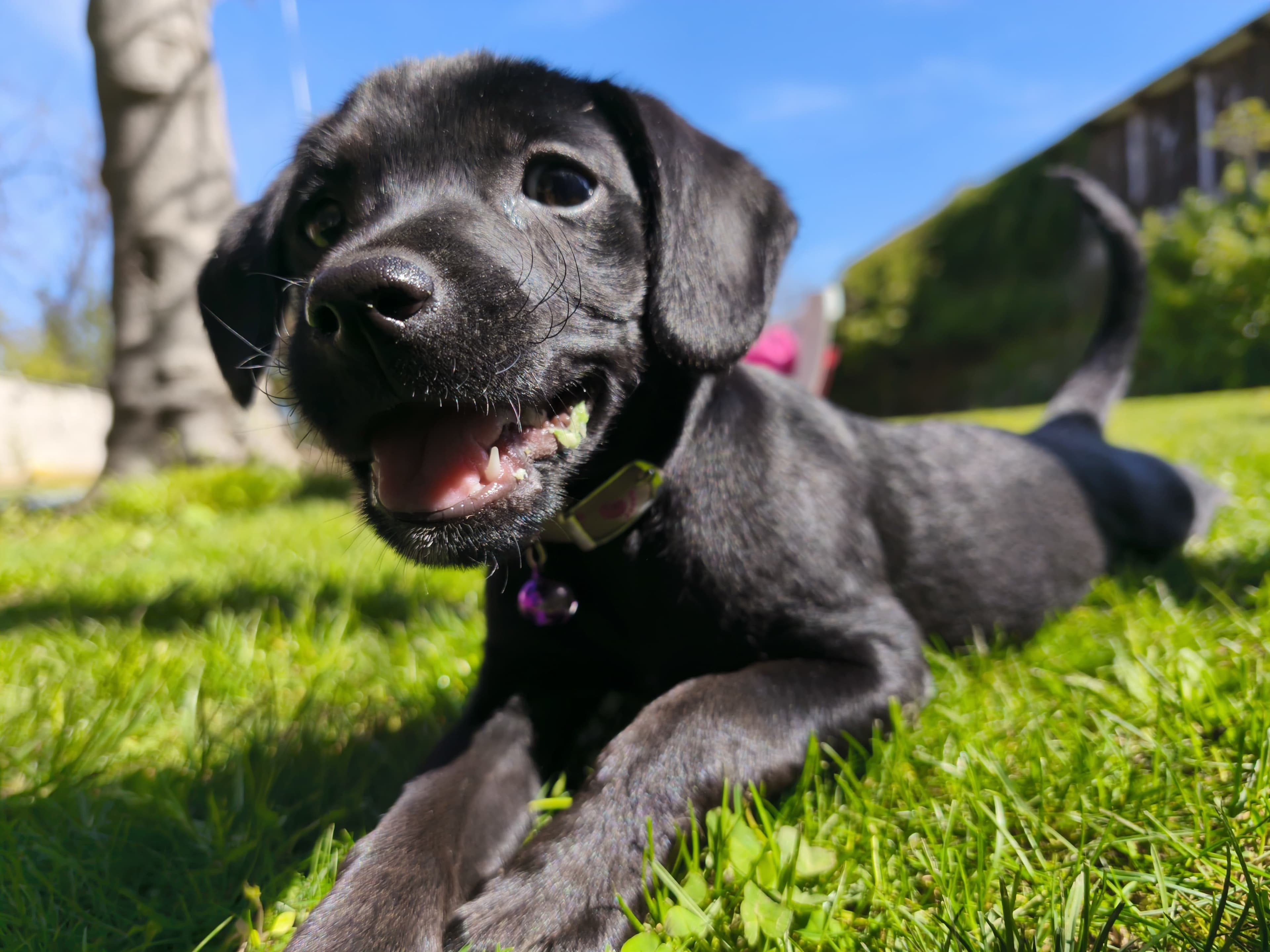 PetMatch 2 en Santiago, Metropolitana de Santiago, Chile - Perros en adopción