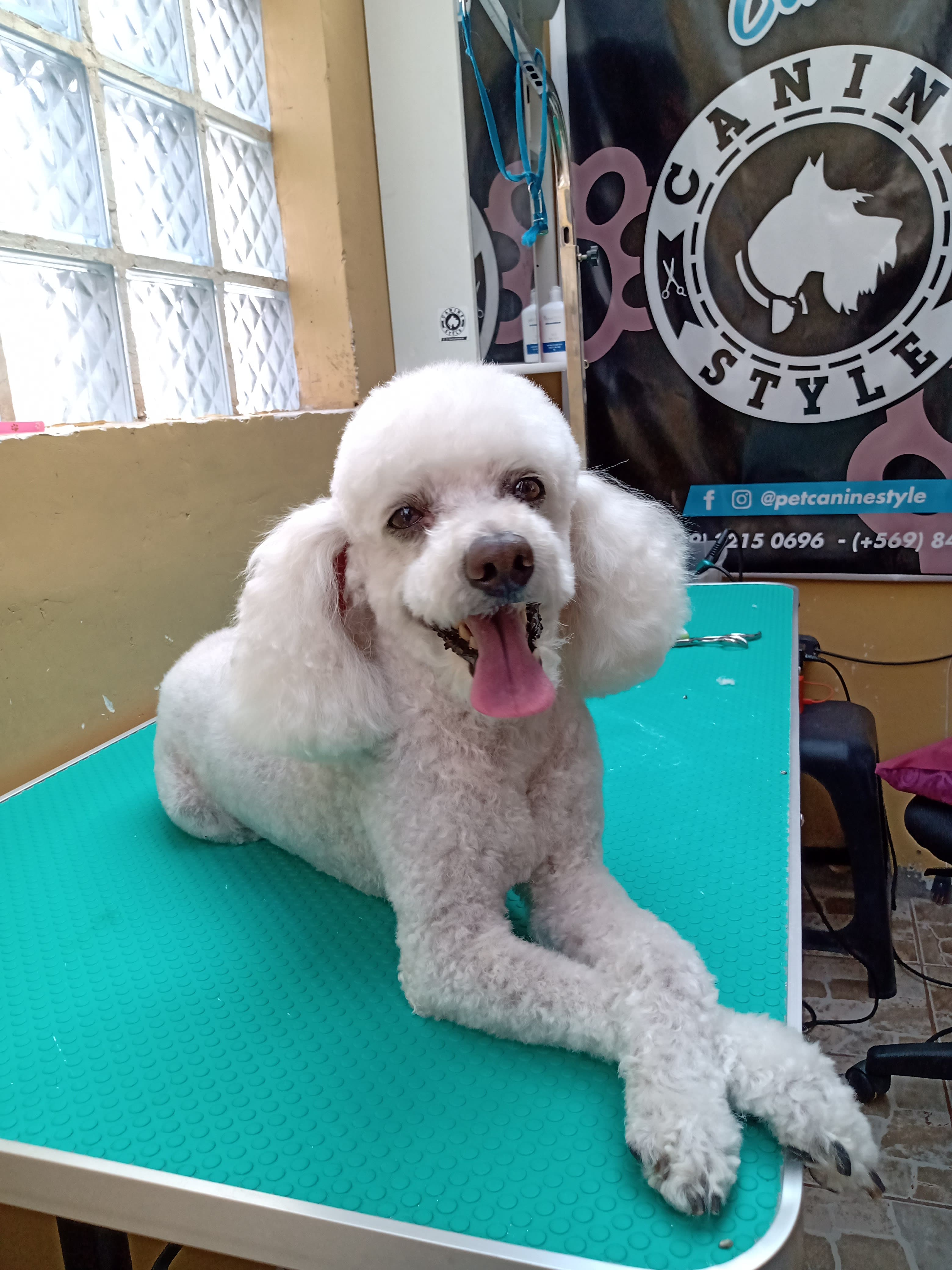 CANINE STYLE / peluquería canina