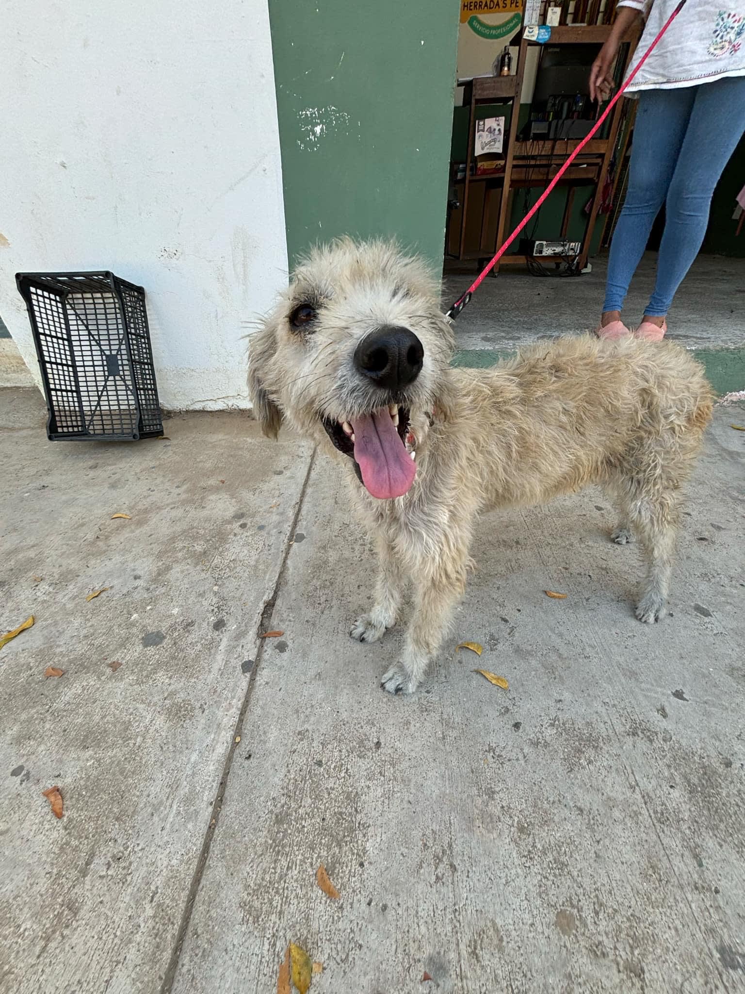 Accesorios + Estética Canina Herrada´s Pets 3 en Puerto Escondido, Oaxaca, México - Peluquería para perros