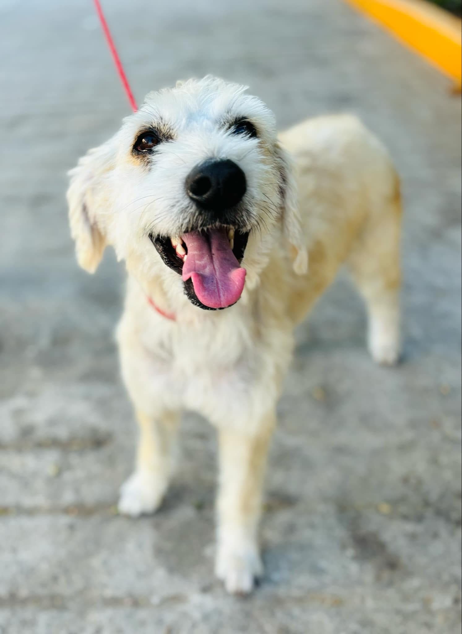 Accesorios + Estética Canina Herrada´s Pets - Imagen 1