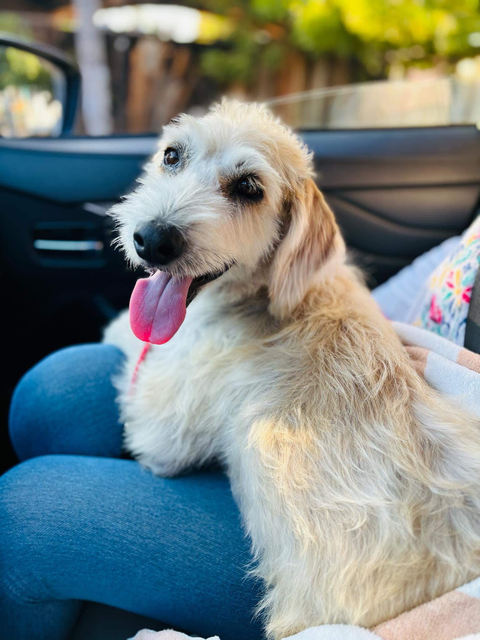 Accesorios + Estética Canina Herrada´s Pets 2 en Puerto Escondido, Oaxaca, México - Peluquería para perros