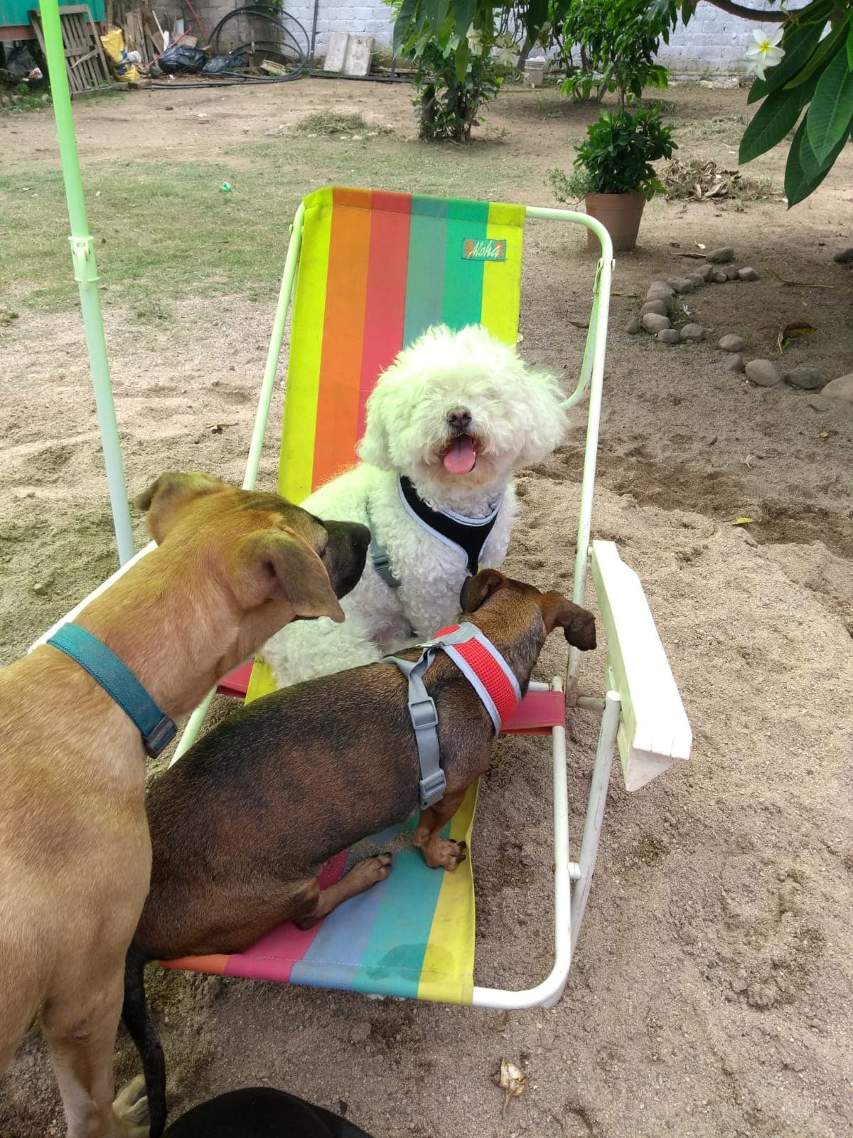 Doggy Home Dog Grooming & Hotel