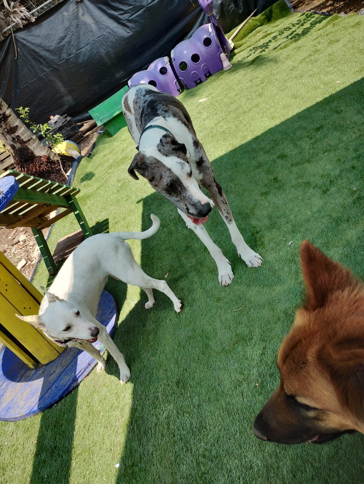 Doggy Home Dog Grooming & Hotel 3 en Puerto Vallarta, Jalisco, México - Peluquería para perros