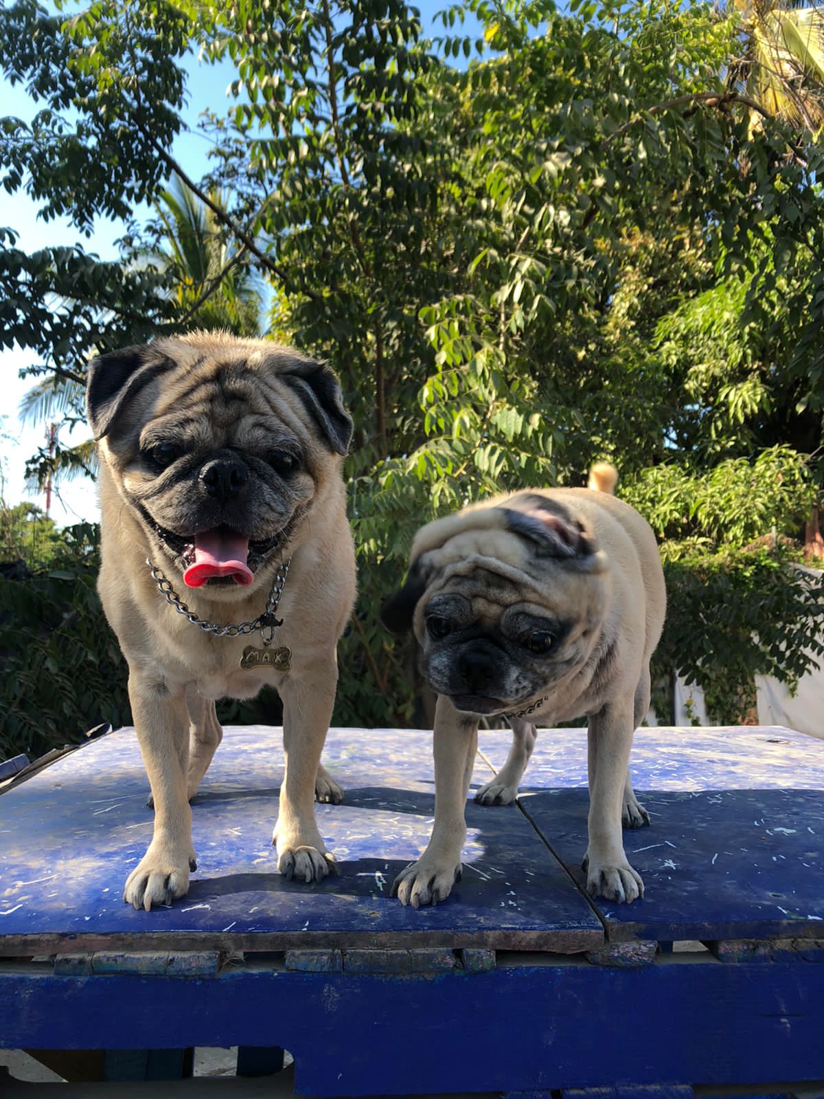 Doggy Home Dog Grooming & Hotel 2 en Puerto Vallarta, Jalisco, México - Peluquería para perros