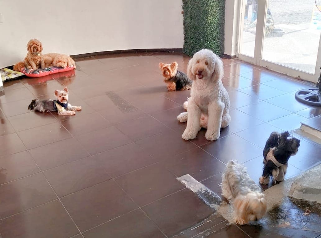 Dog & Cat 3 en Puerto Vallarta, Jalisco, México - Peluquería para perros