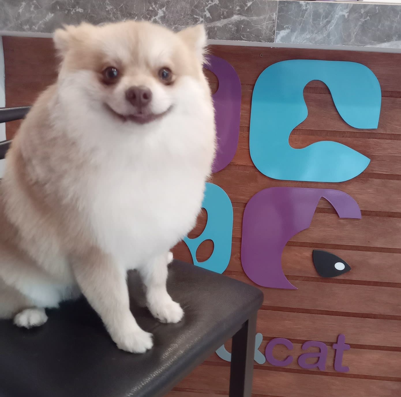 Dog & Cat 2 en Puerto Vallarta, Jalisco, México - Peluquería para perros