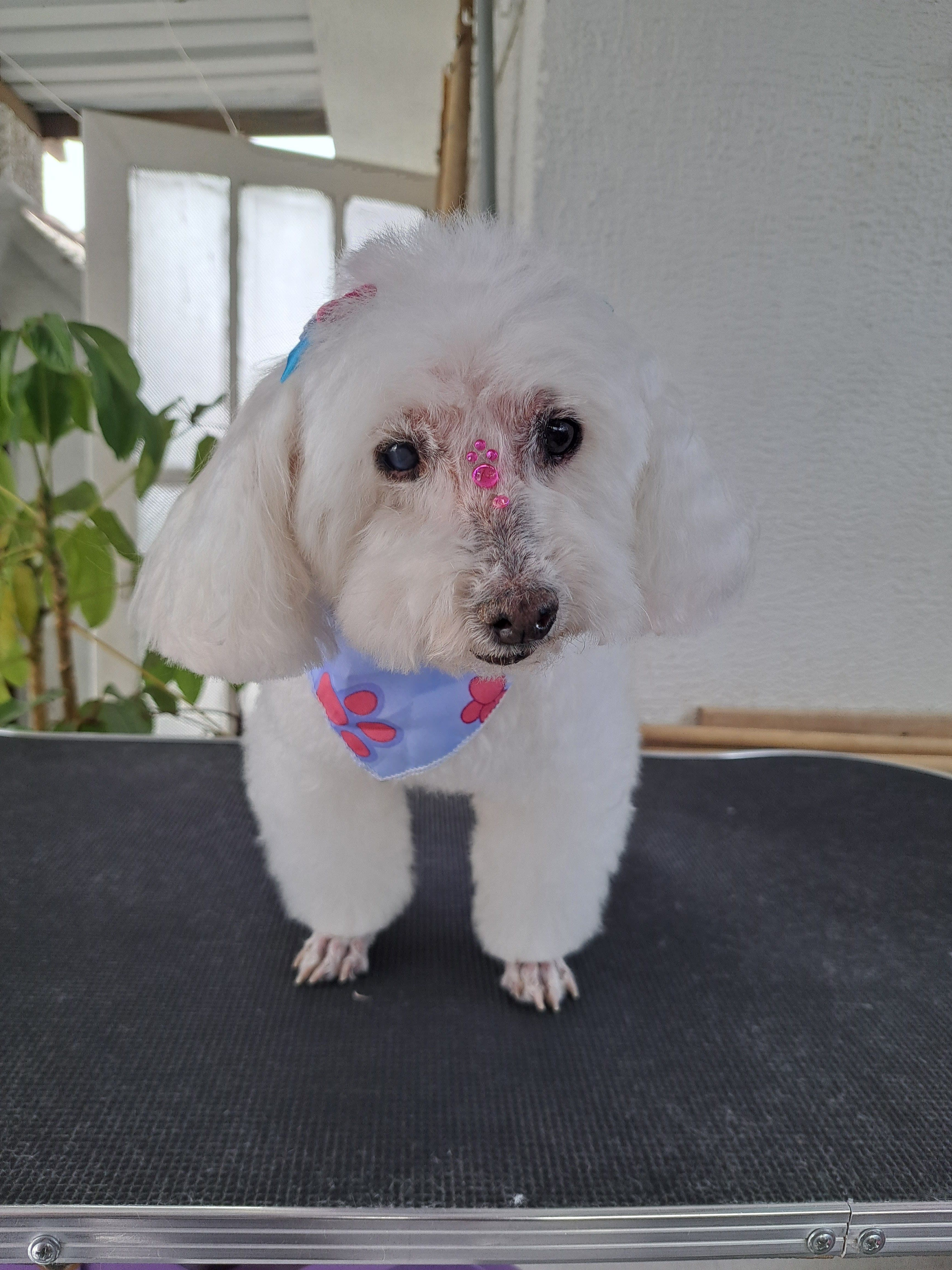 The house pets grooming en Duitama, Boyacá, Colombia - Peluquería para gatos